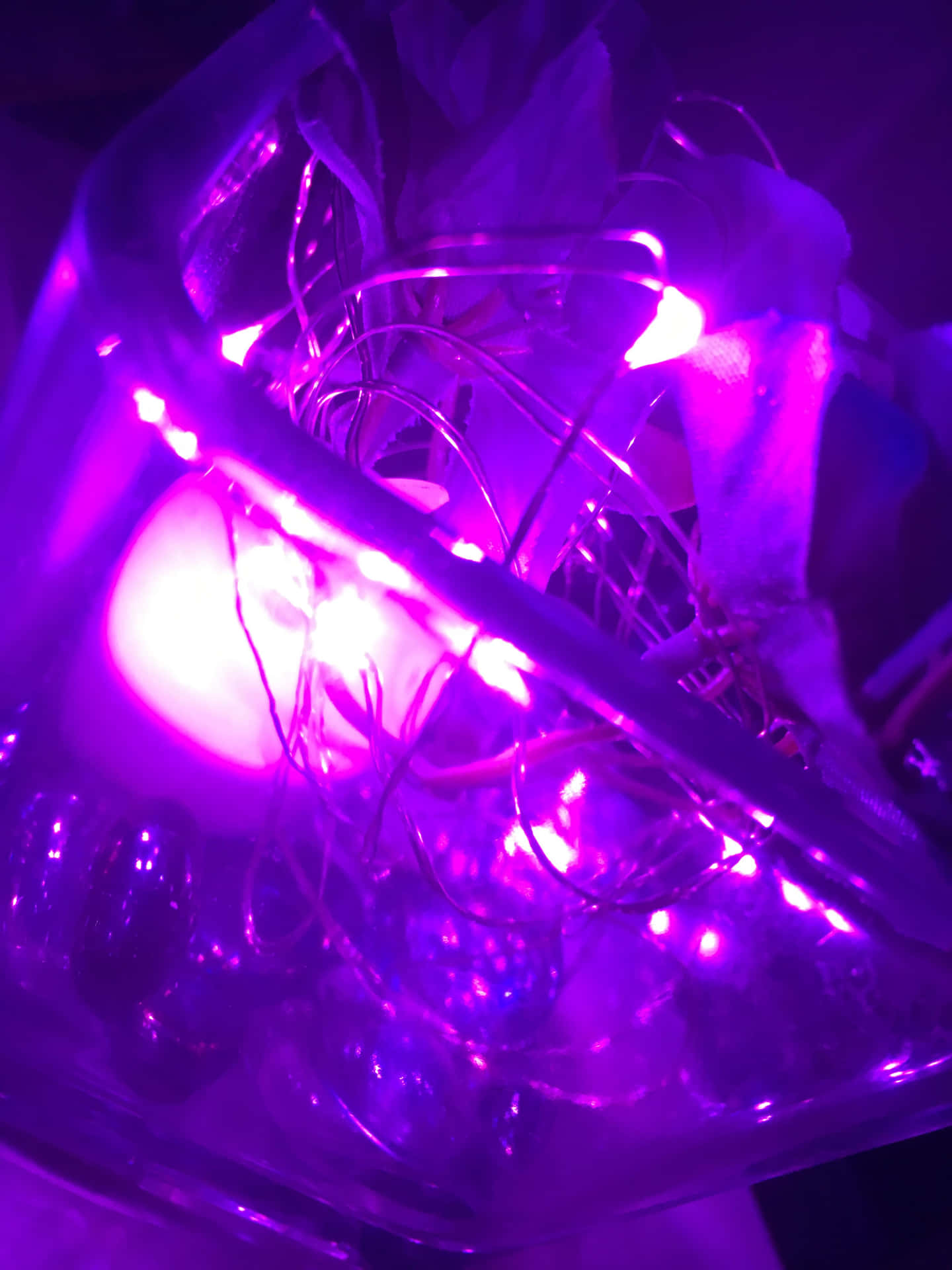 纏繞的紫色 fairy lights 在玻璃容器內發光。