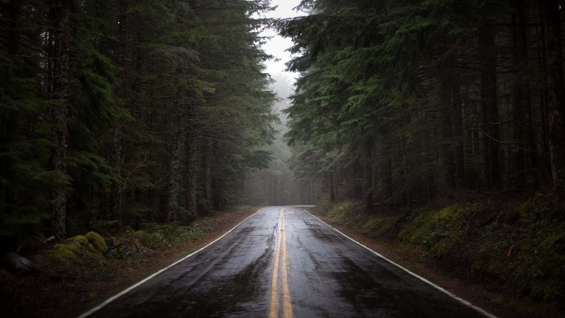 在雨天，一條濕漉漉的道路蜿蜒穿過霧濛濛的常綠森林。