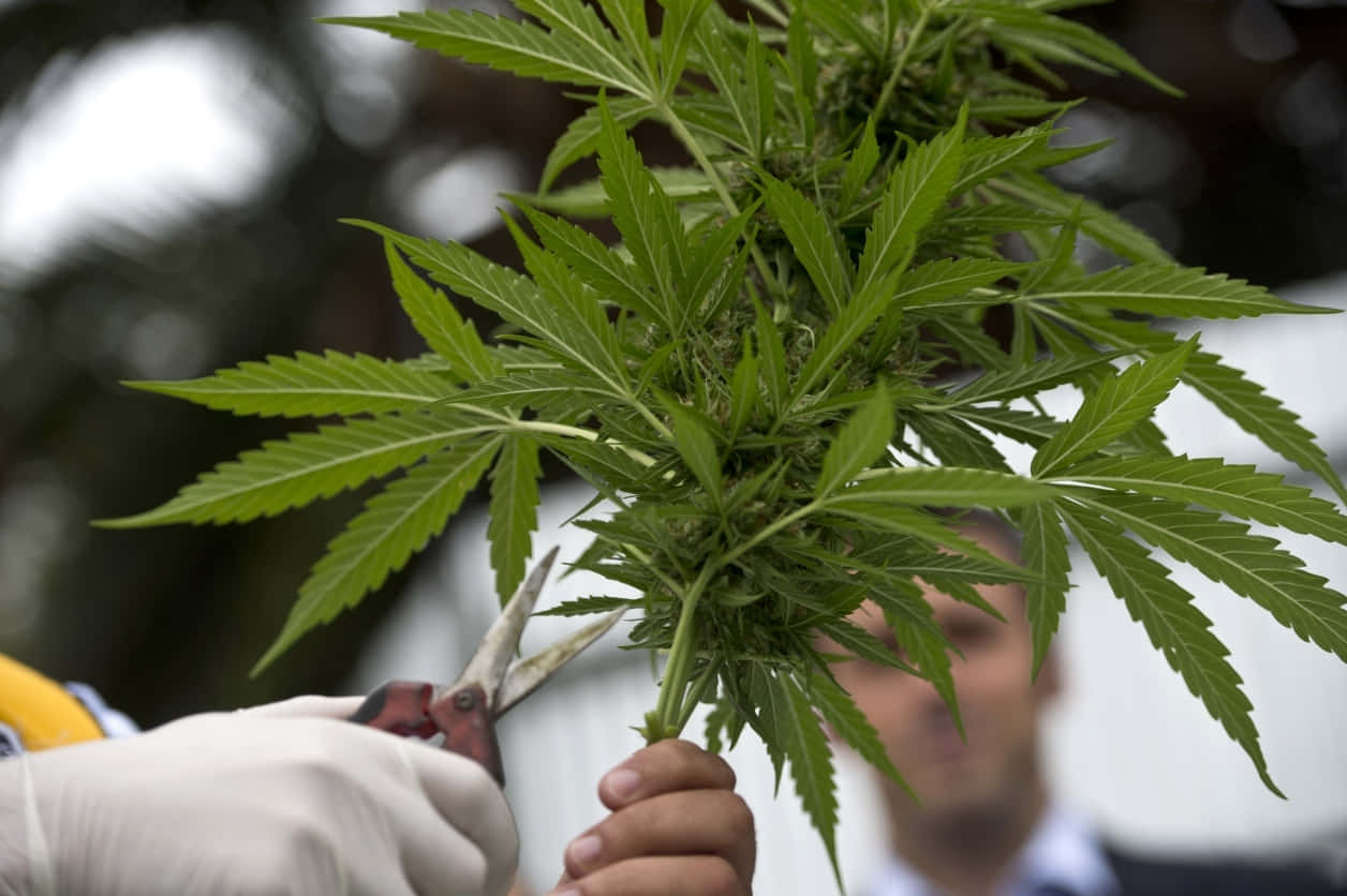 戴著手套的人在戶外用剪刀修剪大麻植物。