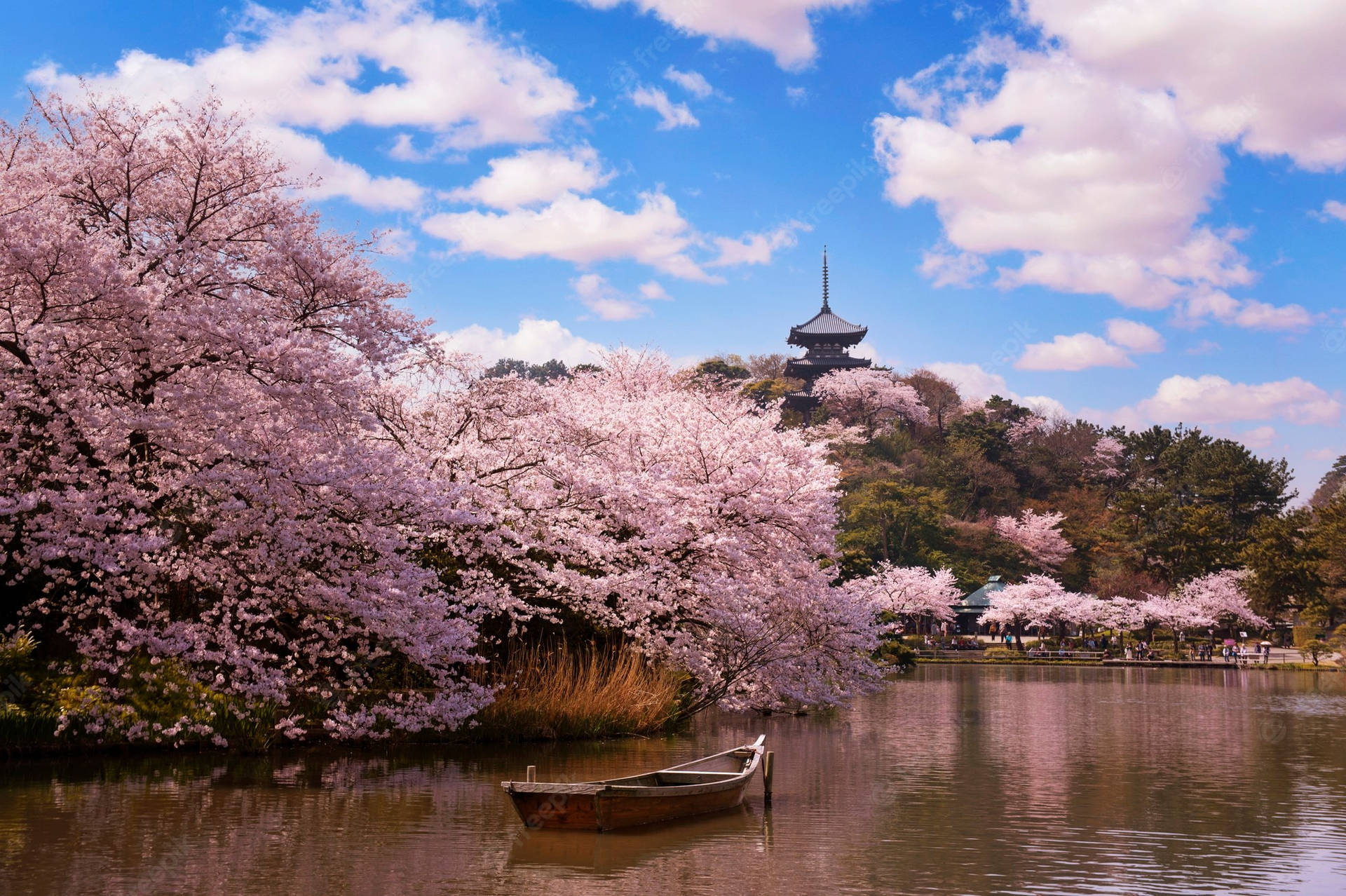 沉浸於日本櫻花的迷人風景 壁紙 — 粉紅色的櫻花在寧靜的湖邊密集盛開，一座傳統的日本寶塔在明亮的藍天下聳立在小山上。