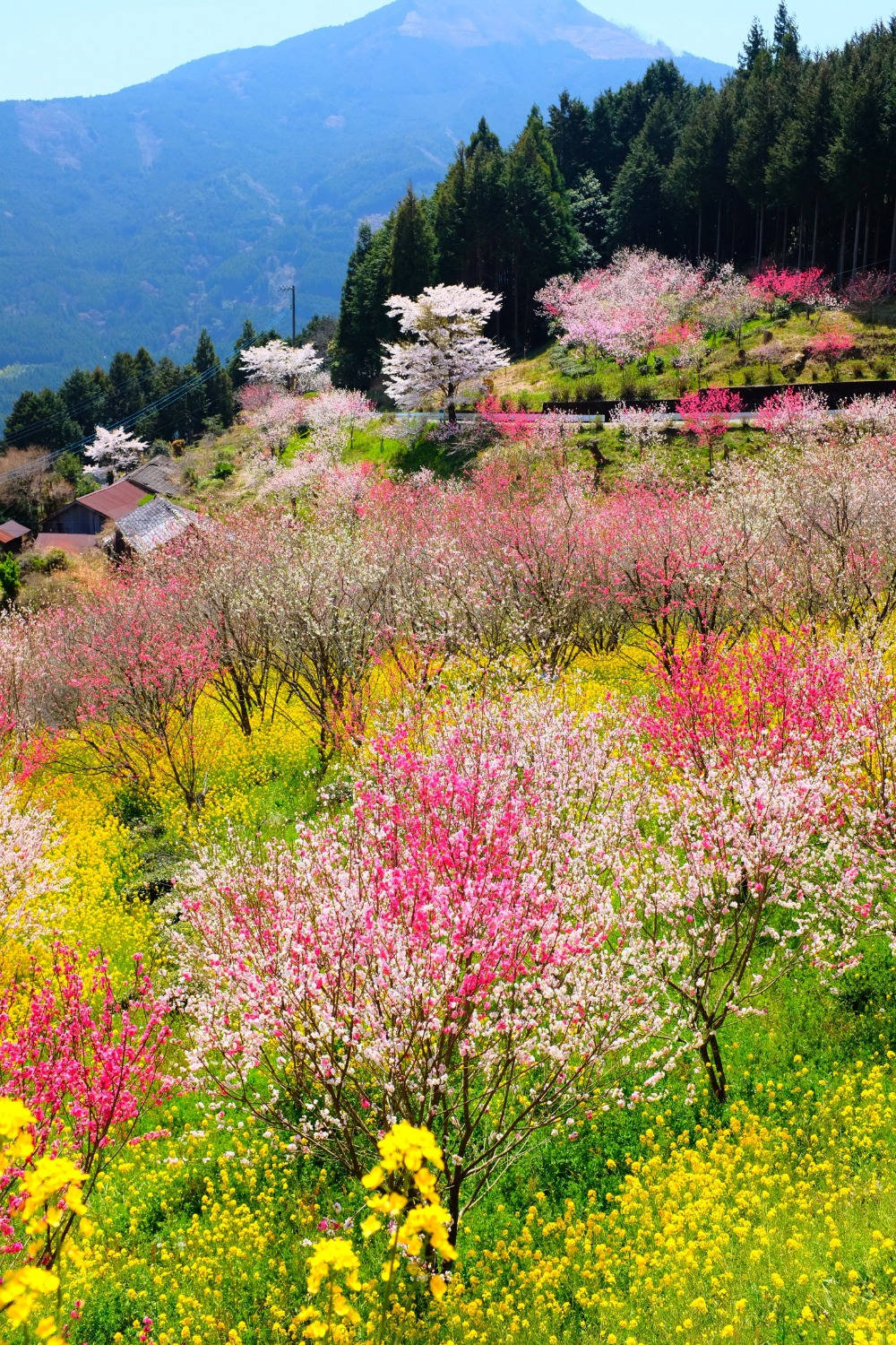 山坡上盛開的櫻花樹和黃色花朵，背後有山。