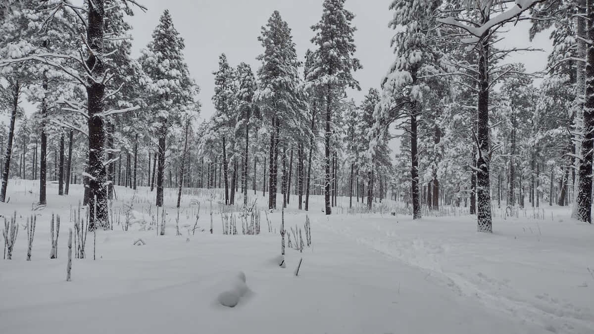 寂靜冬日森林中積雪的松樹。