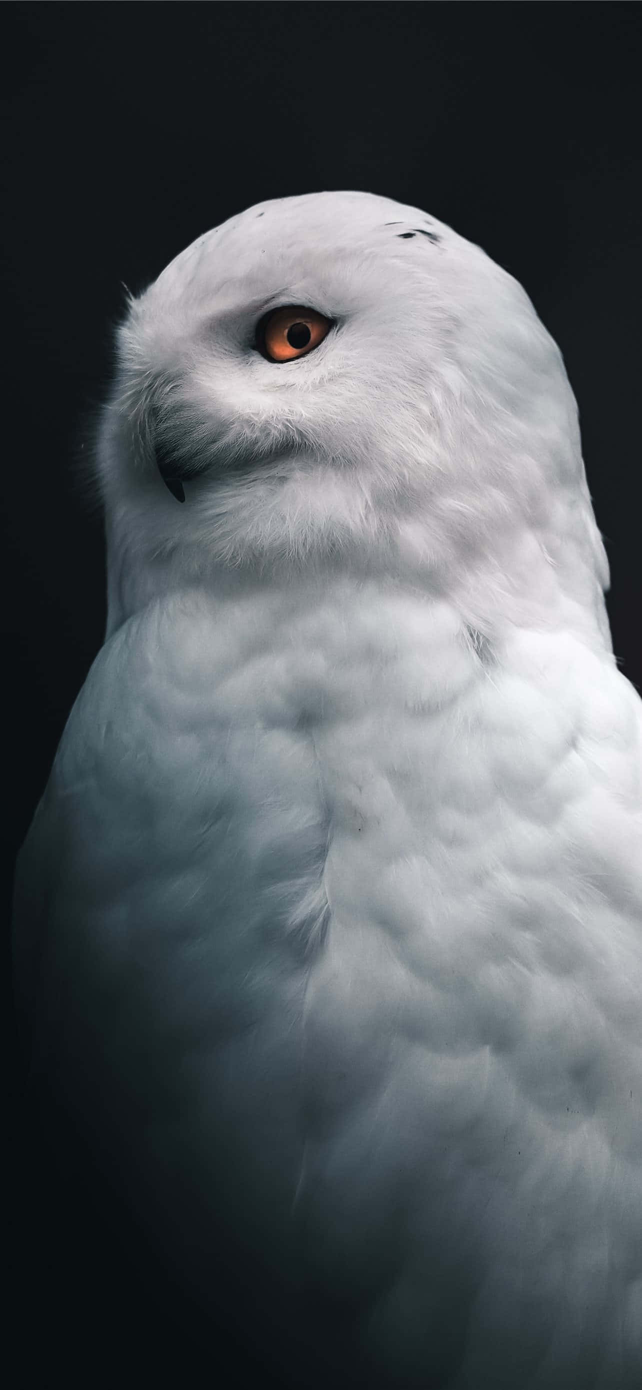 沉醉於 Tumblr 純白背景的極簡之美 壁紙 — 雪鴞的特寫，擁有銳利的橙色眼睛和柔軟的白色羽毛，背景為深色。
