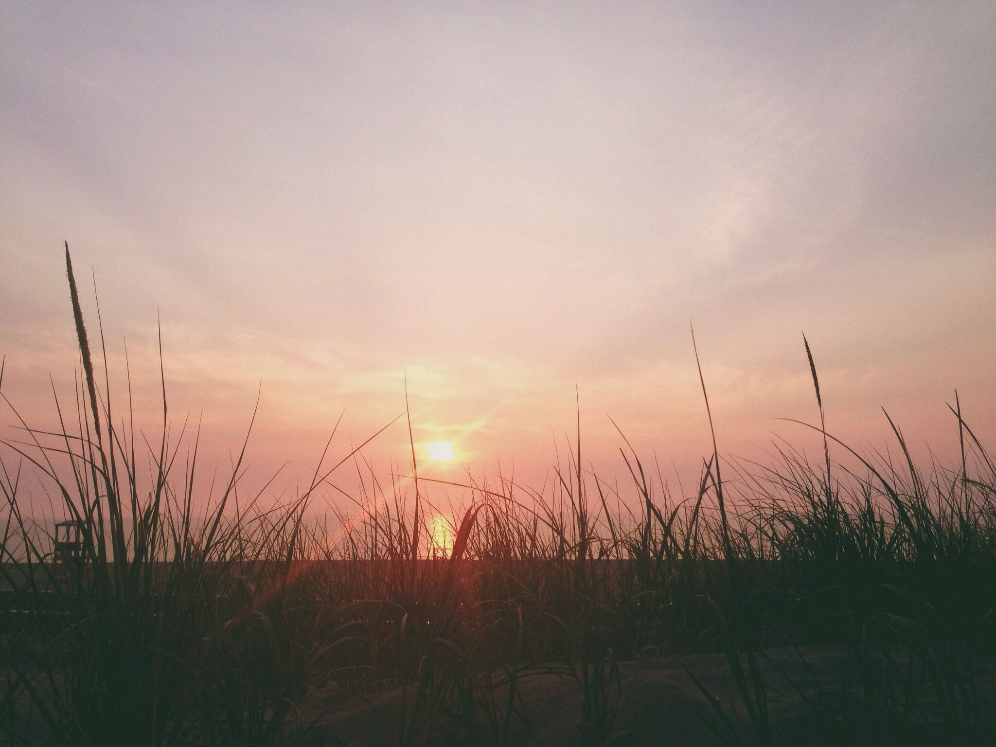 沉醉於夕陽之美 壁紙 — 夕陽穿過剪影的海灘草閃耀，在天空中投射出溫暖的粉紅色和橙色色調。