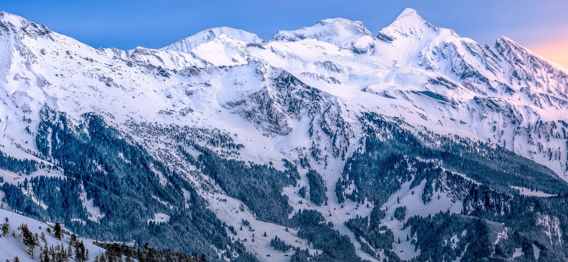 黃昏時分的雪山山脈，下方有松樹林
