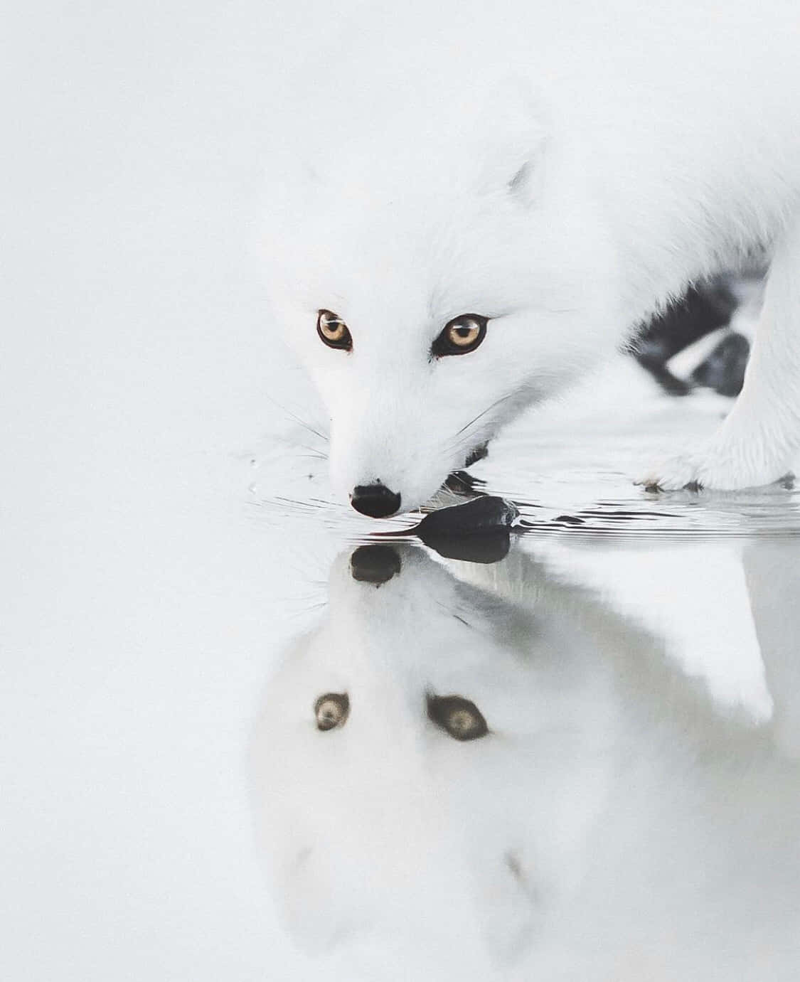 雪地背景下，冰水中倒映著琥珀色眼睛的白狐
