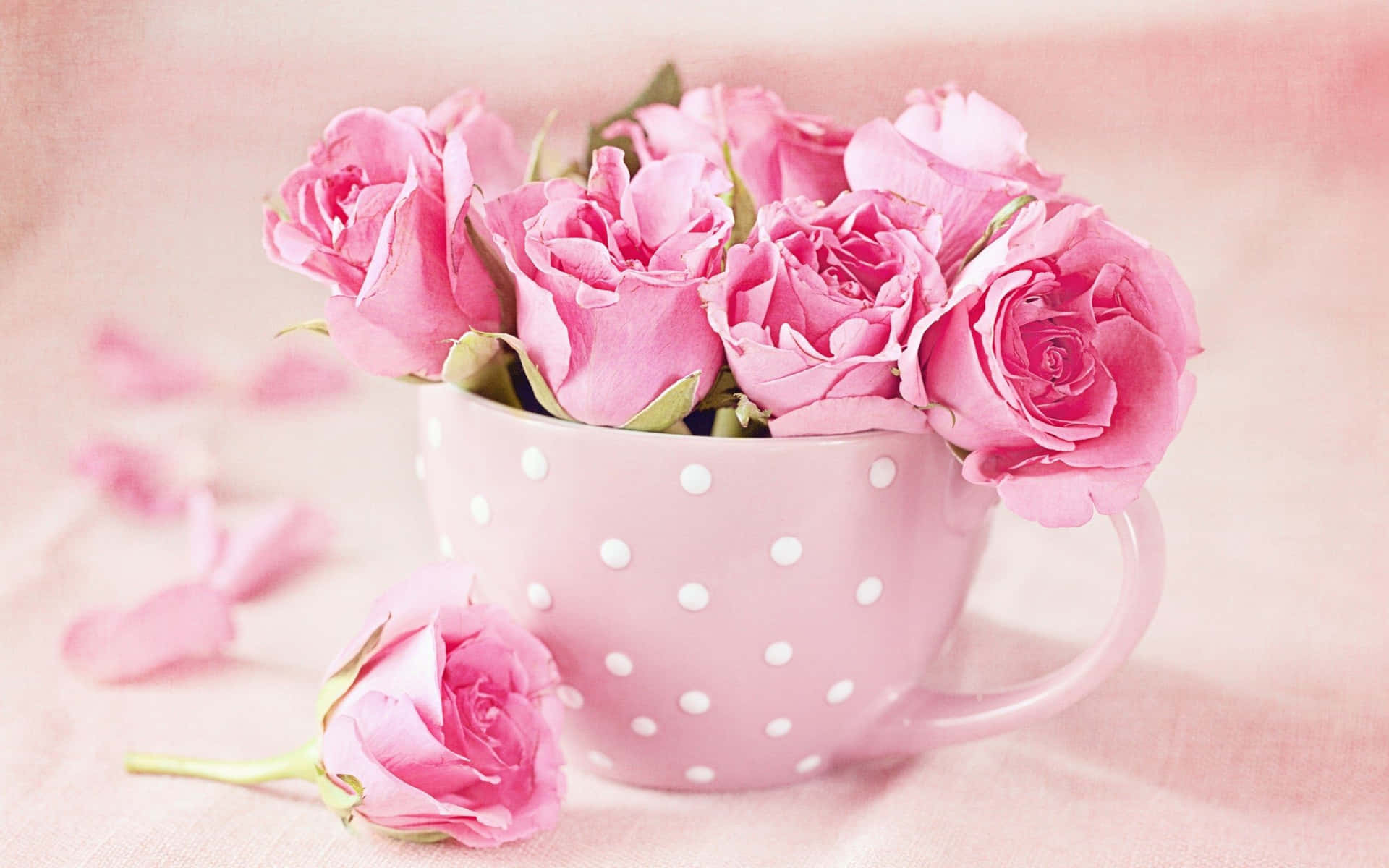 粉紅玫瑰放在圓點馬克杯中，布料上散落著花瓣。