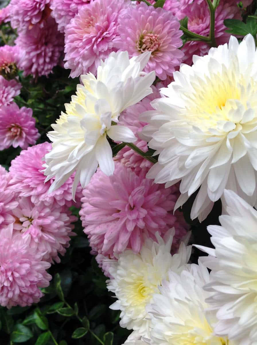沐浴陽光下的粉黃色菊花 壁紙 — 一簇茂盛的粉紅色和白色菊花，帶有黃色花心，在深綠色葉子襯托下盛開。