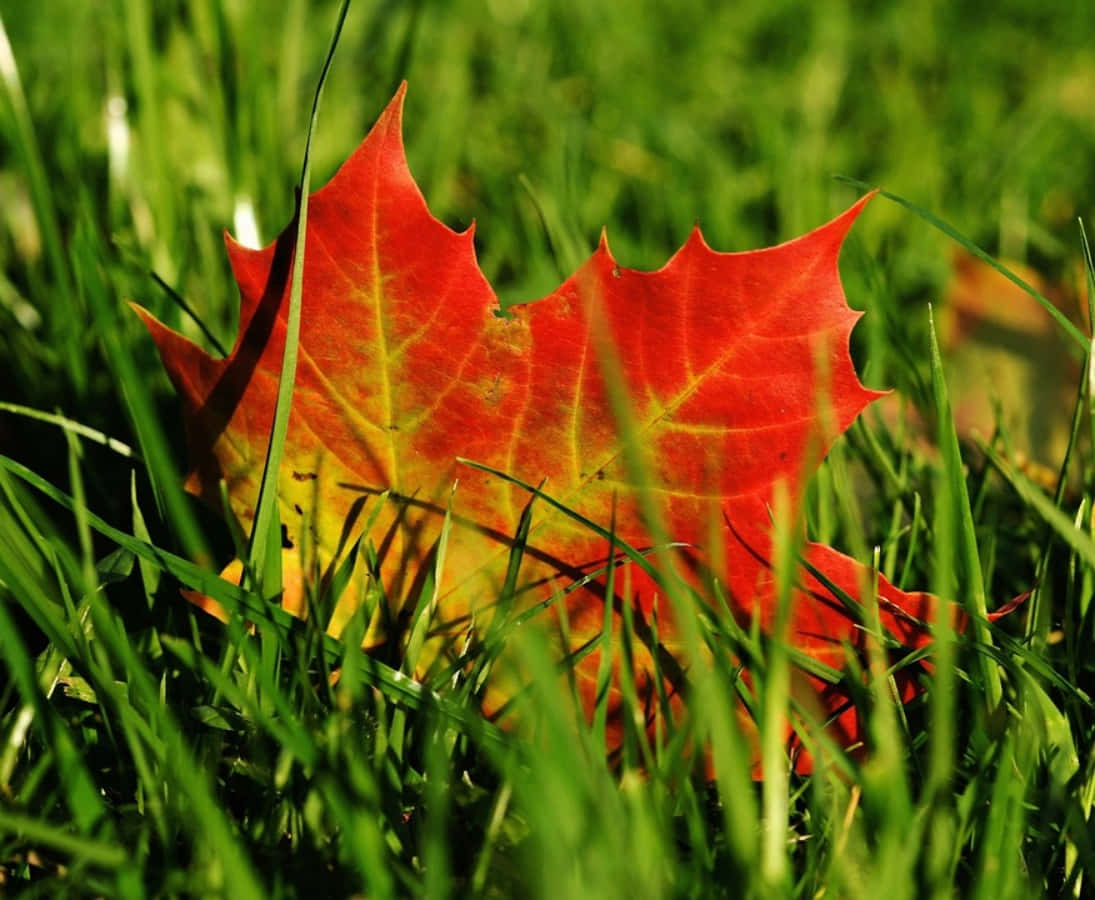 沐浴陽光的紅楓葉 壁紙 — 一片鮮紅色的楓葉帶有黃色葉脈，在明亮的陽光下躺在茂密的綠草中。