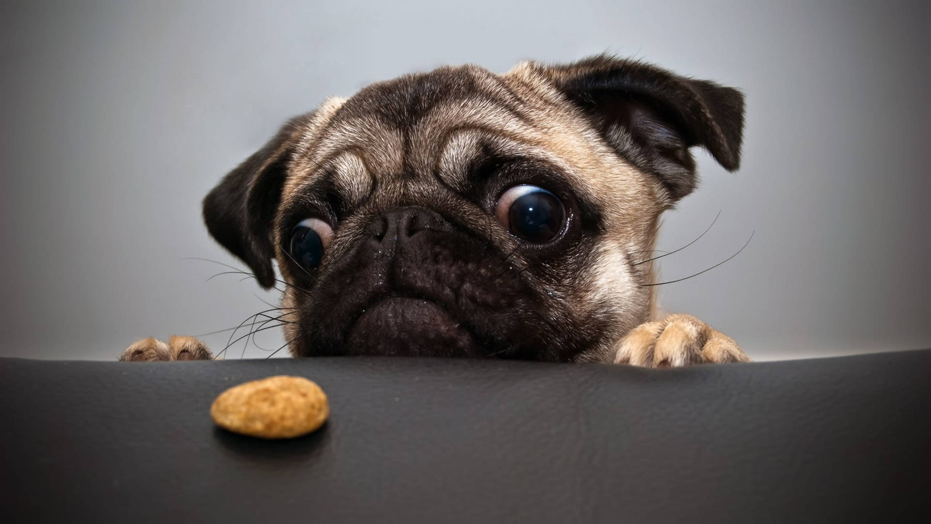 一隻八哥犬用大眼睛看著桌上的一塊零食。