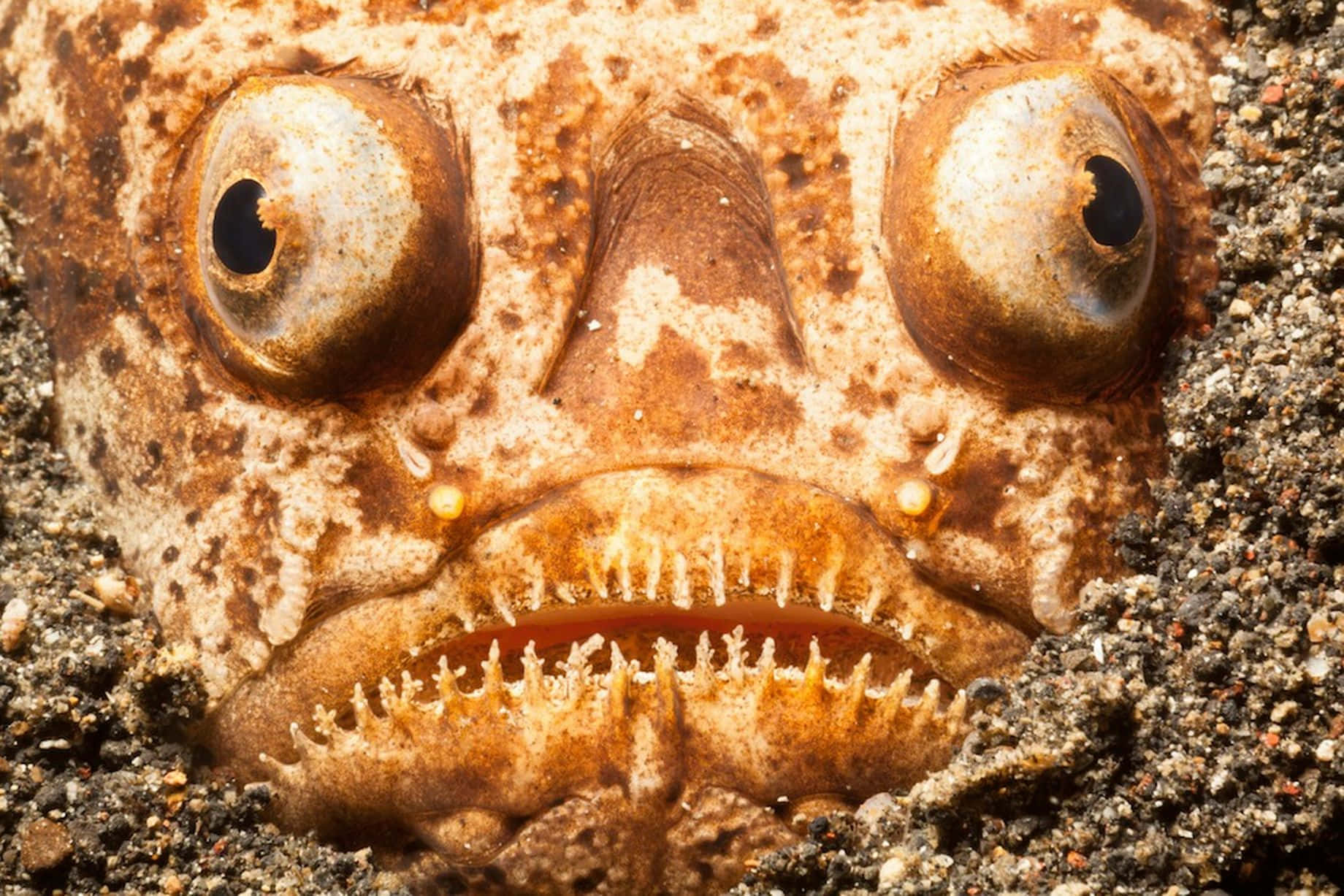 沙中大嘴魚 壁紙