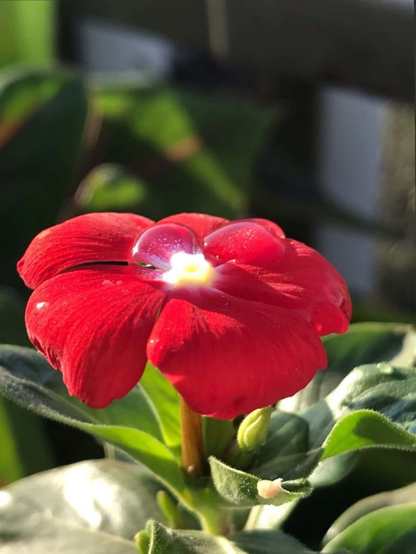 一朵紅花，露珠在陽光下閃耀，被綠葉環繞。