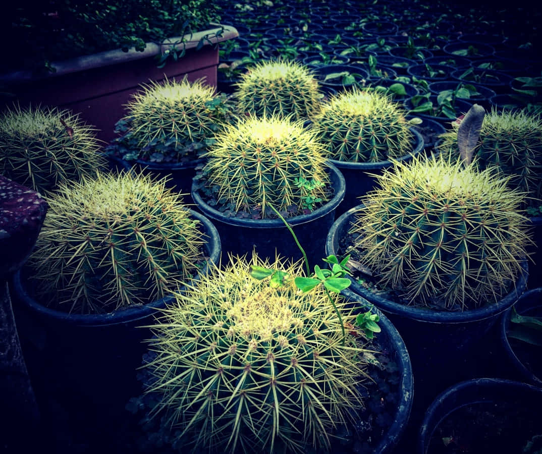 沙漠中盛開的多彩仙人掌 壁紙 — 黑色花盆中的球形金鯱在苗圃環境中，在戲劇性的藍色調燈光下發光。