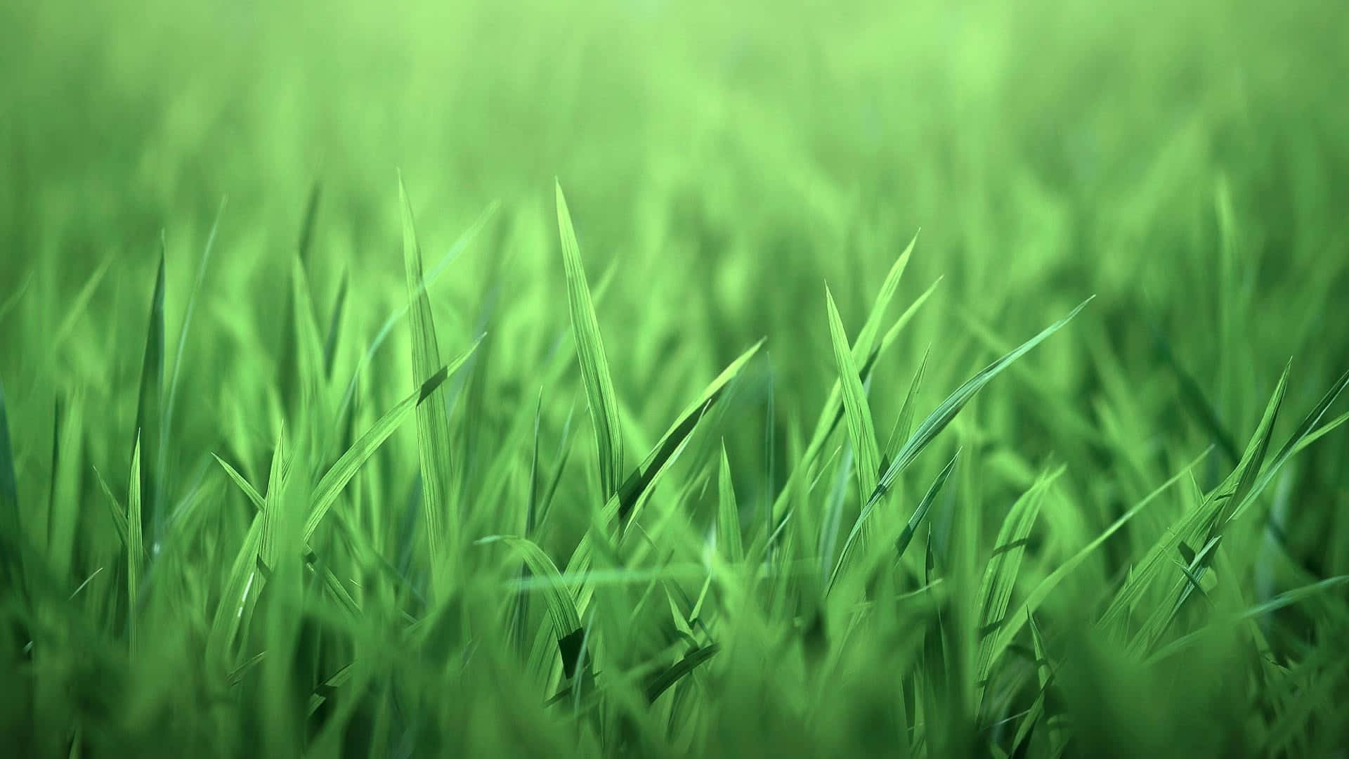 沙漠邊緣的翠綠綠洲 壁紙 — 充滿活力的綠色草葉在淺景深中柔和模糊，伴隨著明亮的自然光。