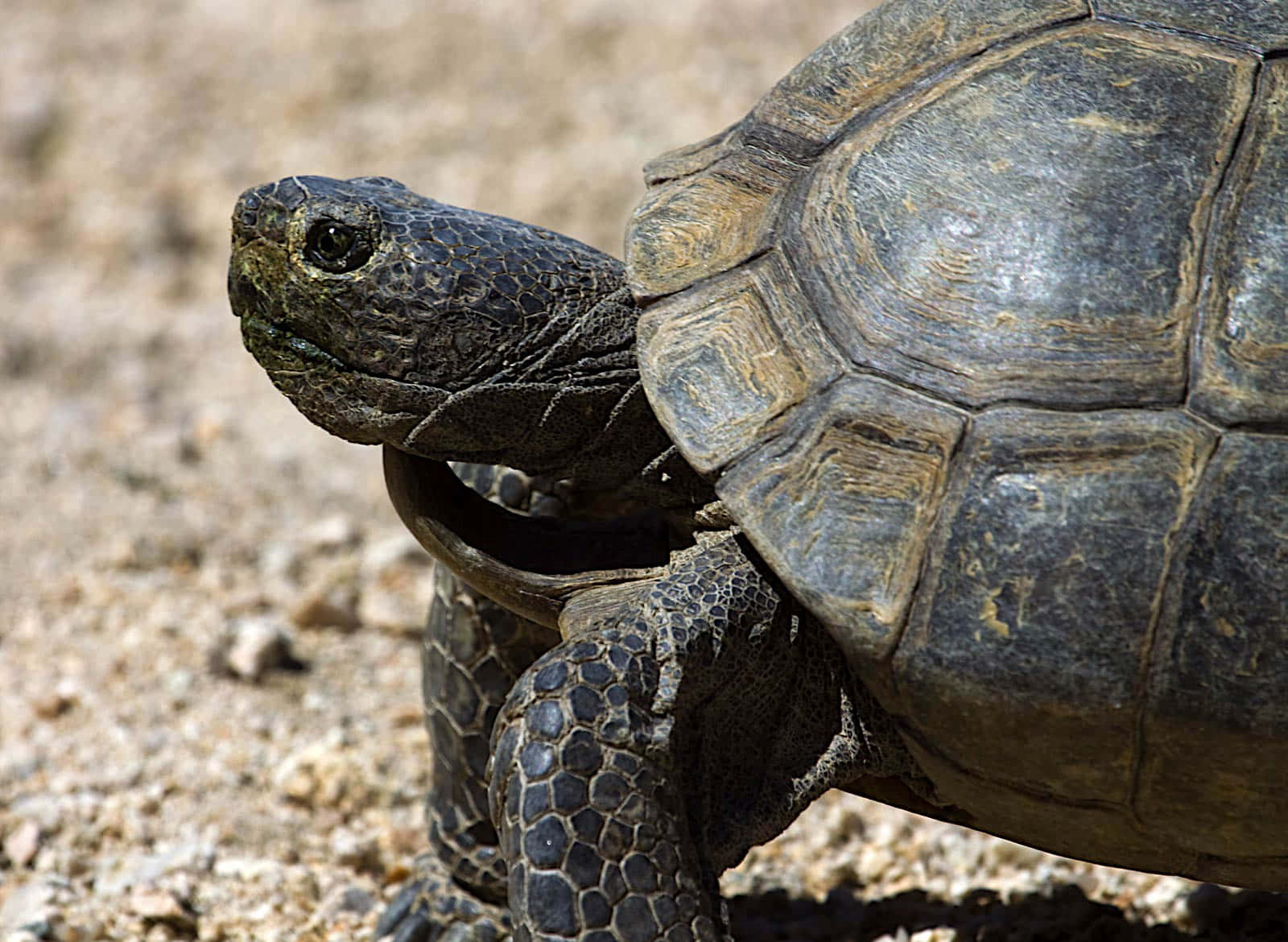 tortoise 桌布 壁紙 — 沙漠陸龜的特寫，具有紋理龜殼和鱗狀四肢，位於沙地上。