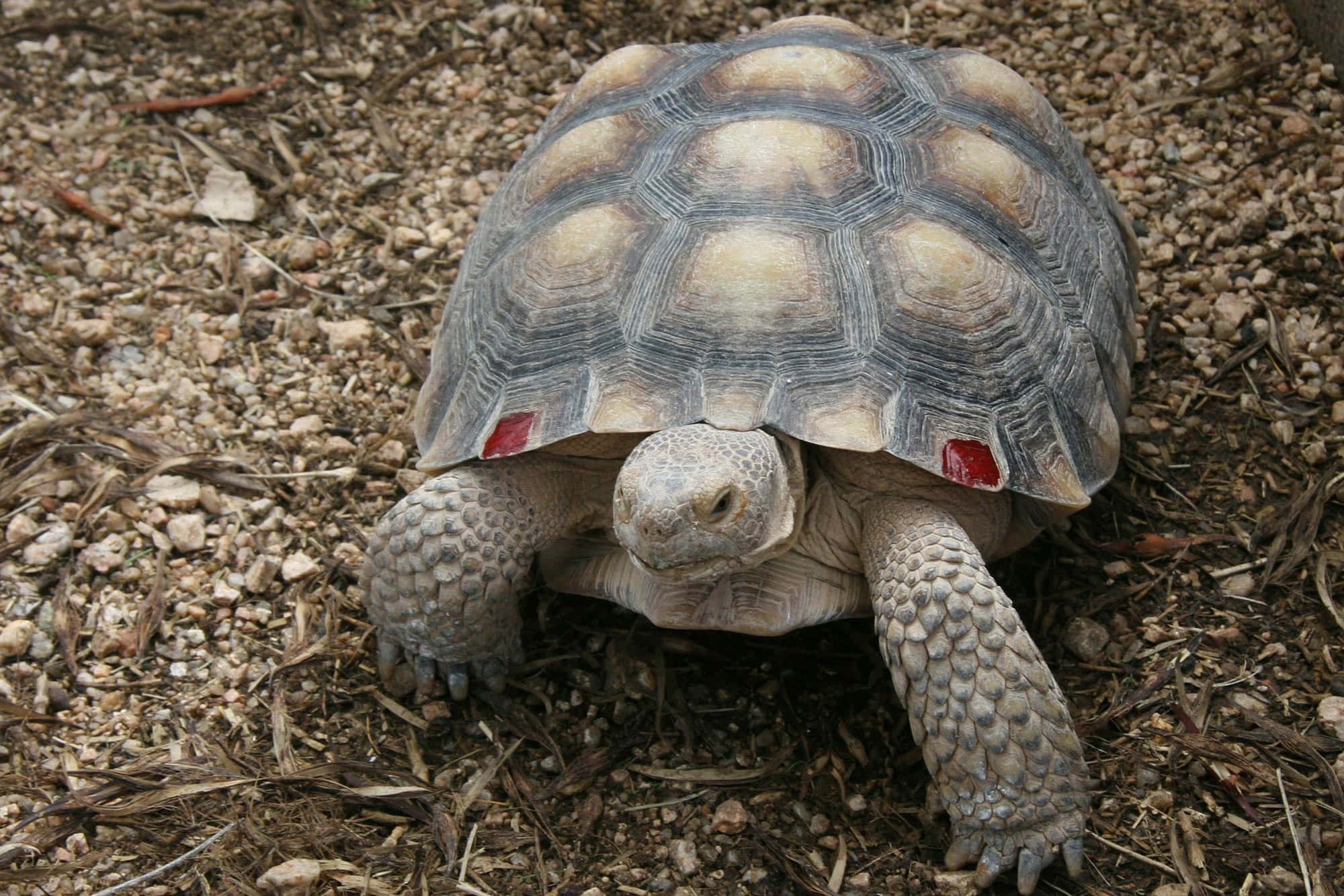 tortoise 桌布 壁紙 — 沙漠龜嘅特寫相，龜殼上有紅色標籤，喺碎石同乾葉上面行。