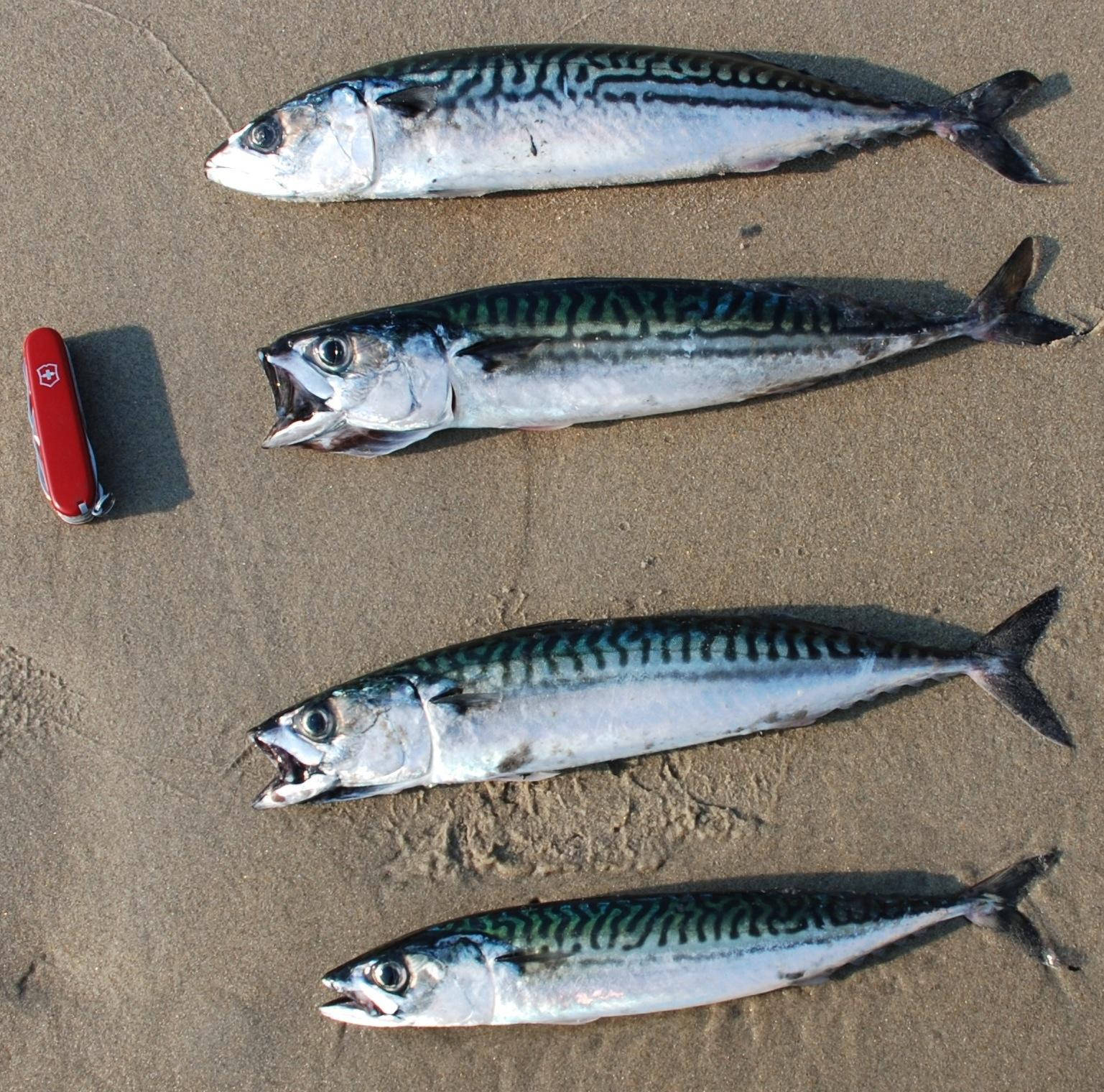 沙灘上的四條死鰹魚 壁紙 — 四條帶有銀藍色條紋的鯖魚躺在濕沙上，旁邊有一把紅色瑞士軍刀。