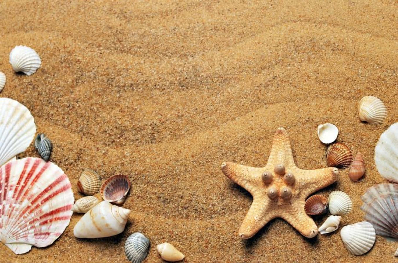 沙灘上的貝殼與海星圖 壁紙 — 海星和各式貝殼放置在紋理金黃色沙灘上的海灘邊界構圖中。