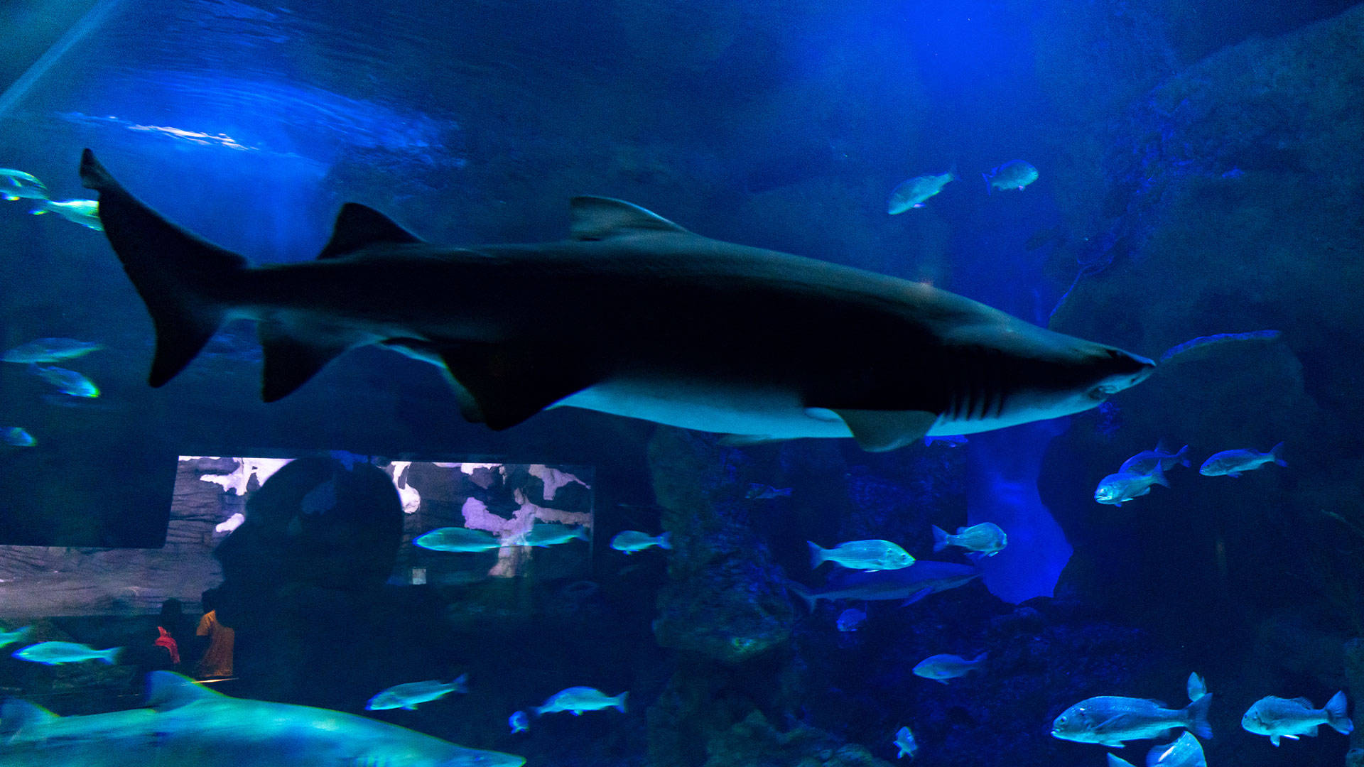 沙特阿拉伯法基赫水族館 壁紙 — 一條大鯊魚在昏暗的水族箱中，被小魚圍繞著，滑過深藍色的海水。