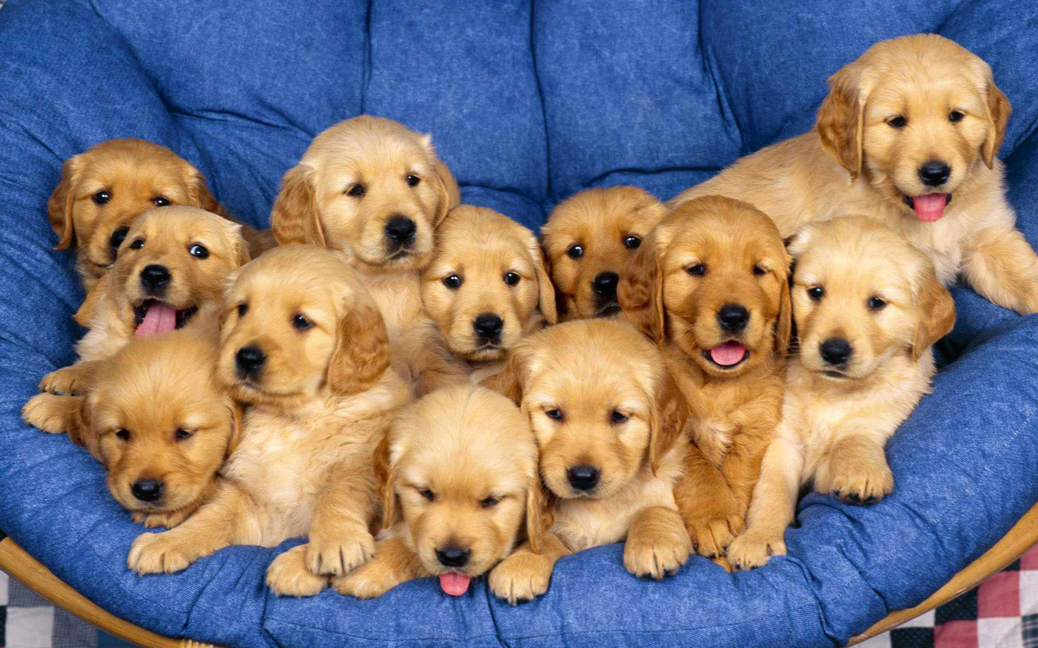 沙田犬幼犬坐在沙發上 壁紙 — 一窩毛茸茸的金毛尋回犬幼犬，依偎在藍色軟墊椅子上，表情開心。