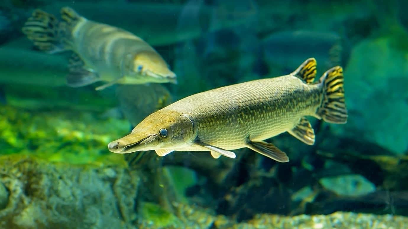 河中游動的紅色鱗鰭魚 壁紙 — 兩條掠食性雀鱔在清澈的藍綠色水中滑行，下方是岩石河床和茂密的綠色植物。