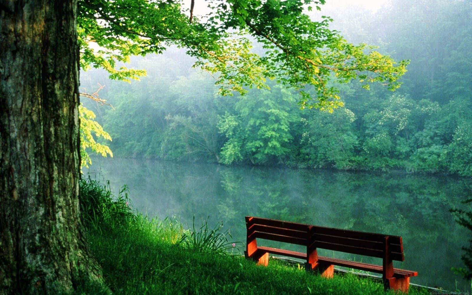 河畔公園長椅自然攝影 壁紙 — 一張木長椅靜靜地放在霧氣瀰漫的湖邊，周圍是茂密的綠樹和柔和的晨光。