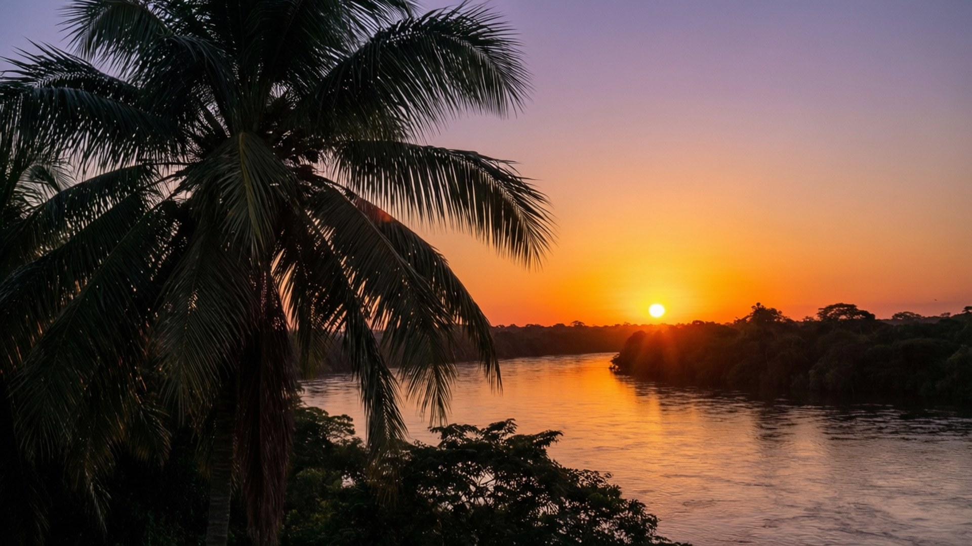 叢林中平靜河流上夕陽下的棕櫚樹剪影