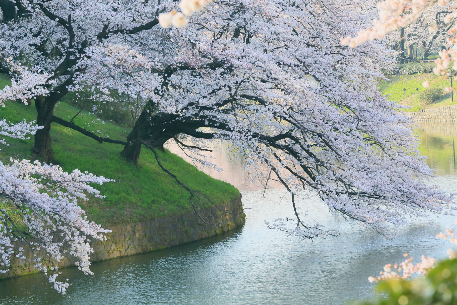 春天平靜河面上的櫻花樹枝。