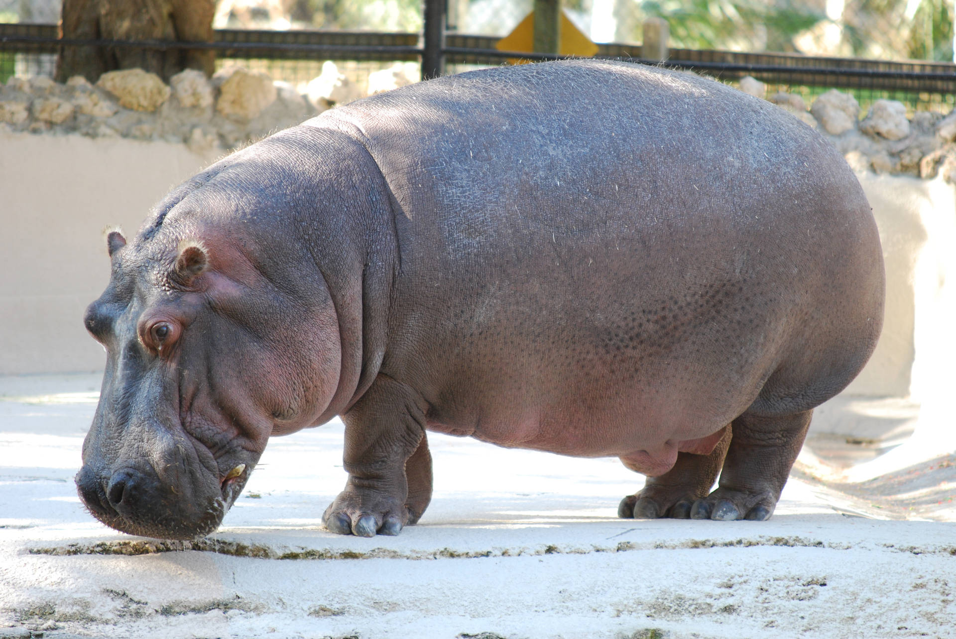 一隻大河馬站在動物園圍場的混凝土表面上。