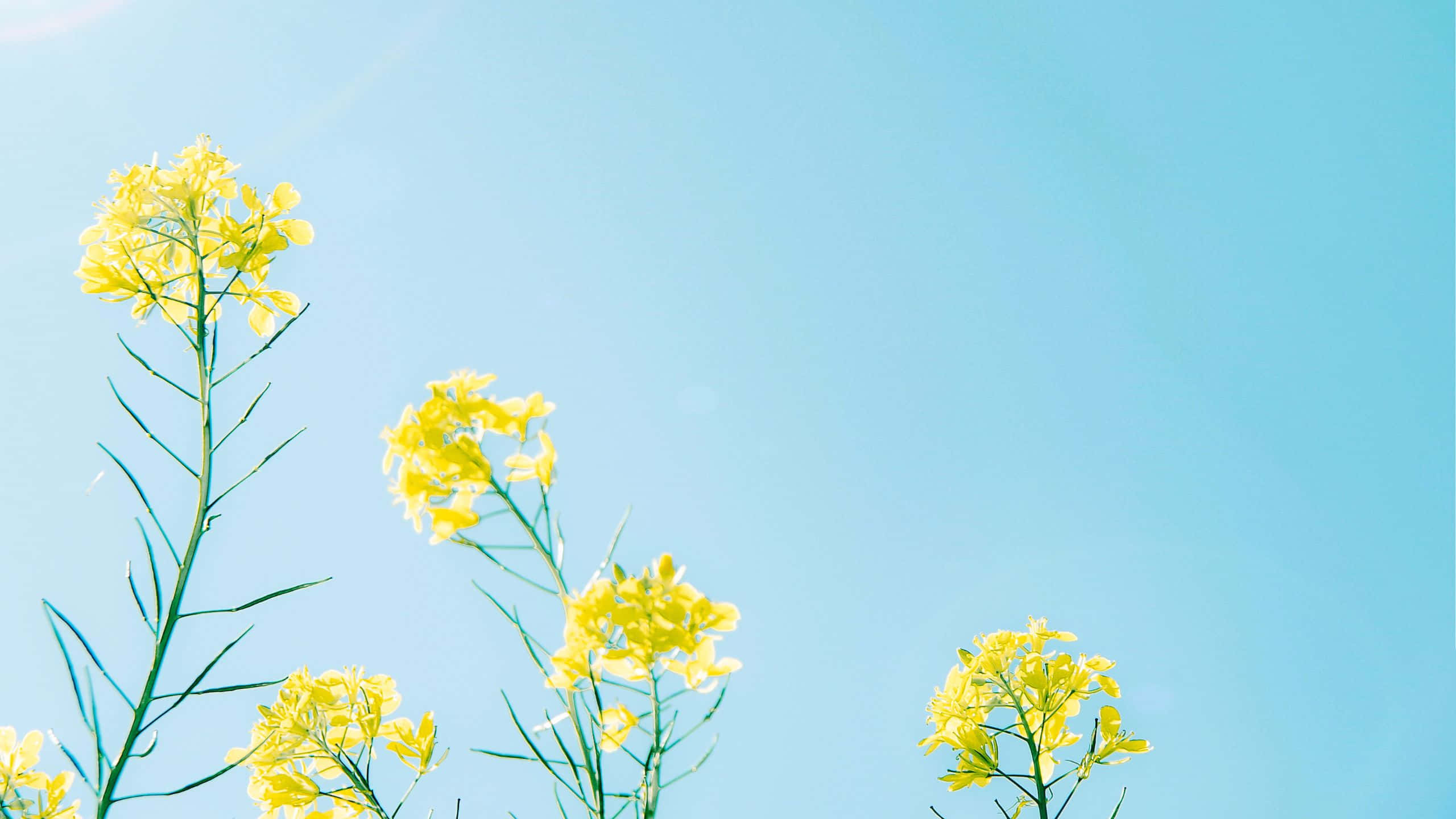 油菜花黃色美學花園桌面壁紙 壁紙 — 鮮豔的黃色花朵在晴朗的藍天下，於明亮的陽光田野中盛開。