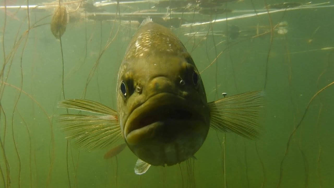 沼澤中的黑鱸 壁紙 — 一張特寫水下照片，一條大魚睜大眼睛直視鏡頭，周圍環繞著綠色海藻。