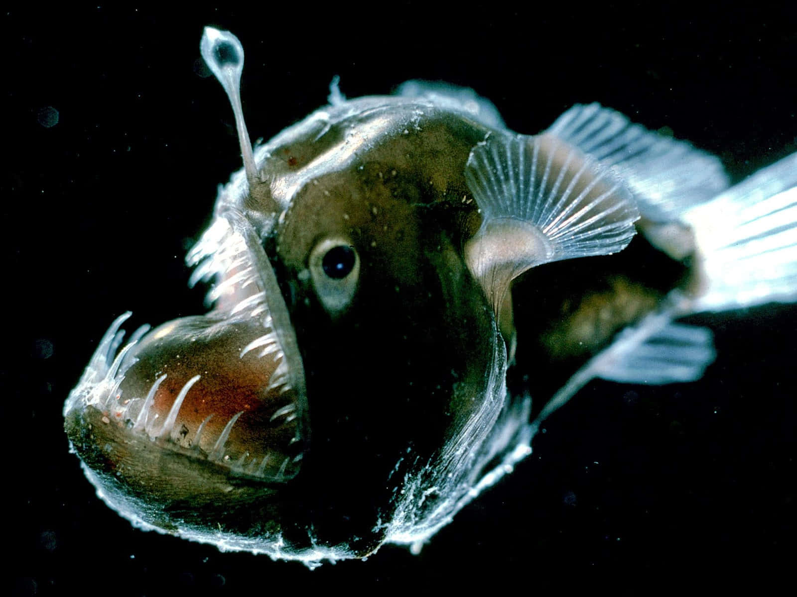 深海鮟鱇魚在黑暗的水中帶有發光的誘餌和鋒利的牙齒。