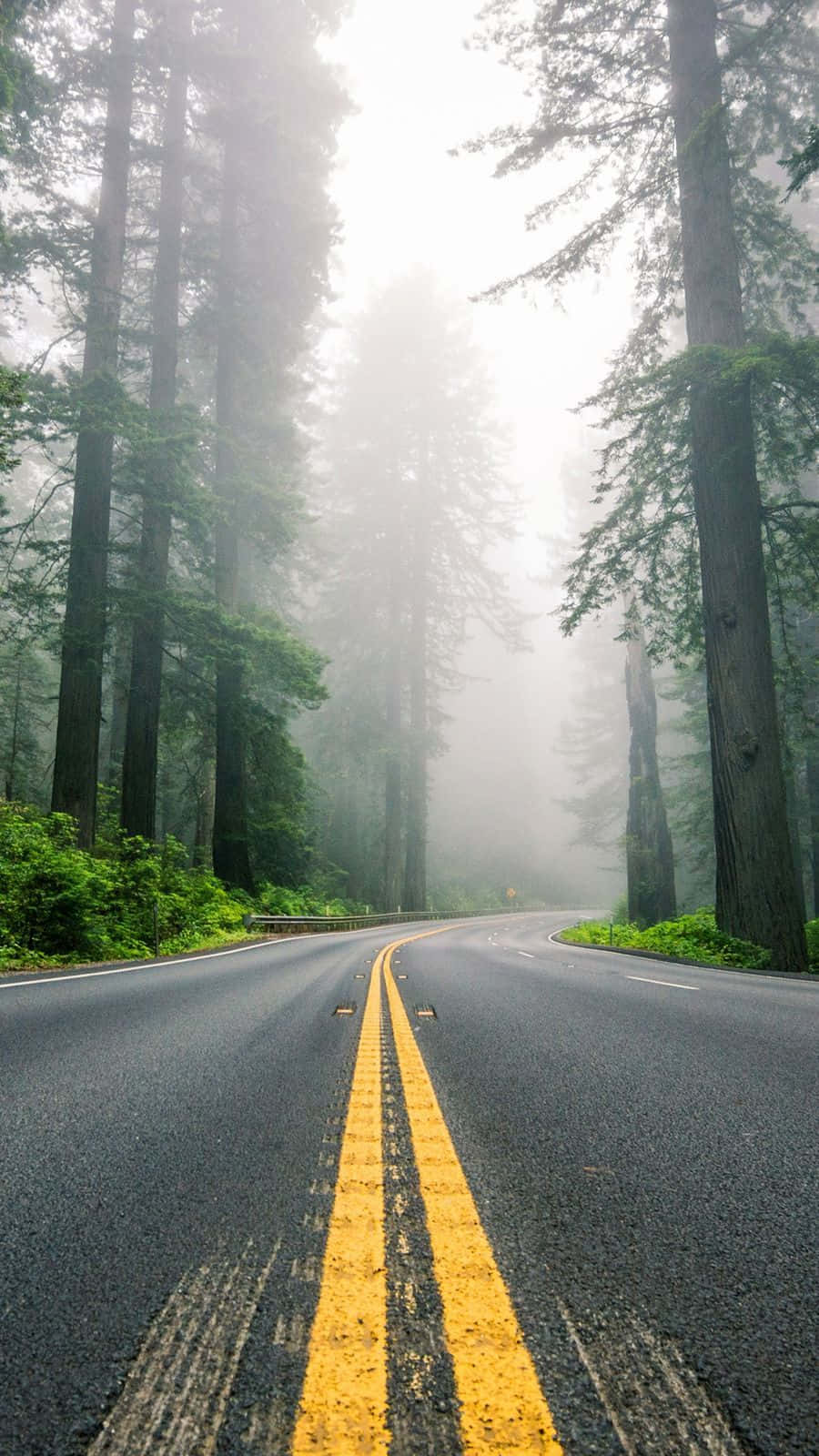 沿著道路前行，探索大自然之美！ 壁紙 — 一條蜿蜒的瀝青路，帶有黃色標線，蜿蜒穿過霧氣籠罩的參天常綠樹林。