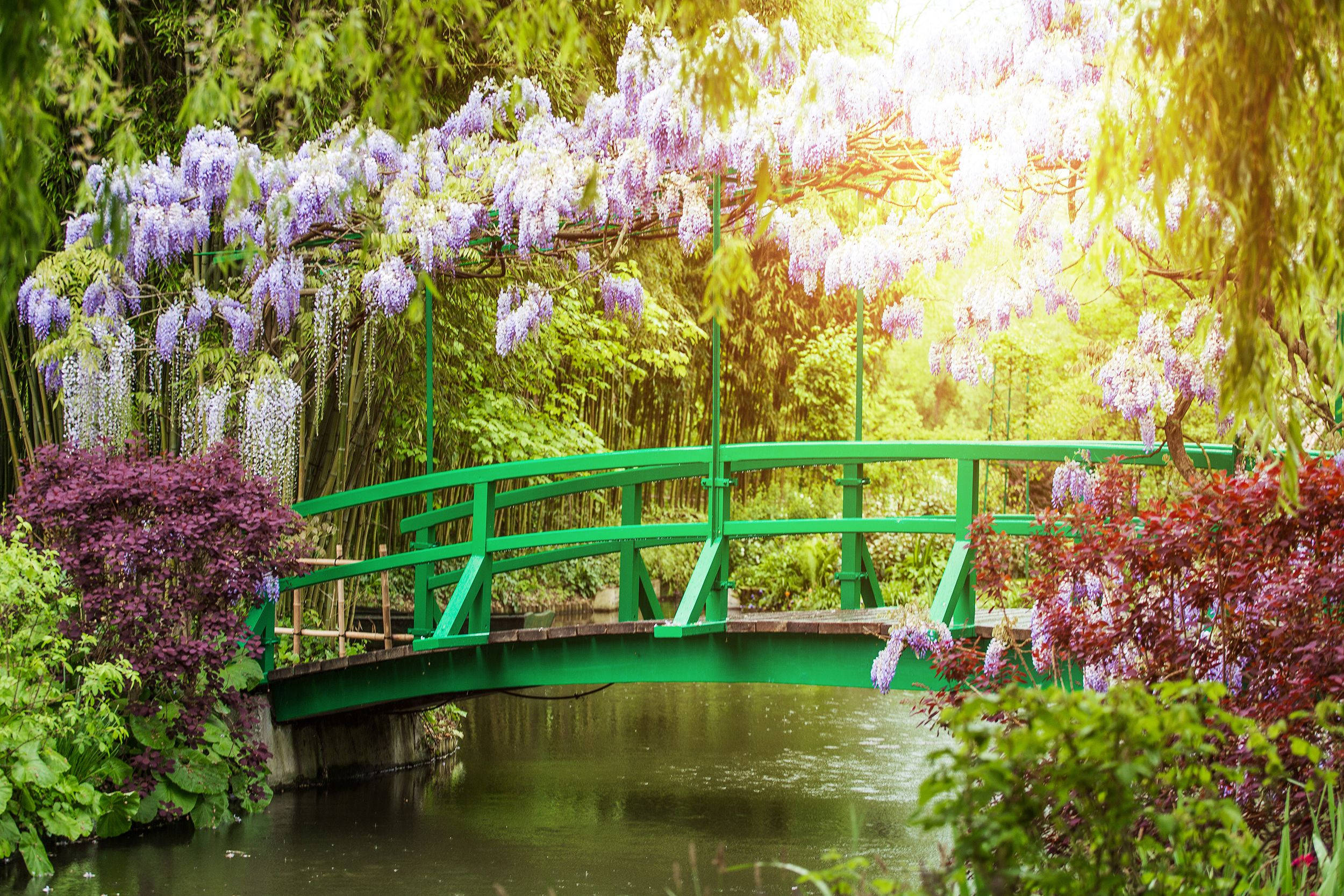 法國莫內花園 壁紙 — 一座充滿活力的綠色拱橋橫跨在平靜的池塘上，上方是垂落的紫色紫藤和茂密的綠色樹冠。