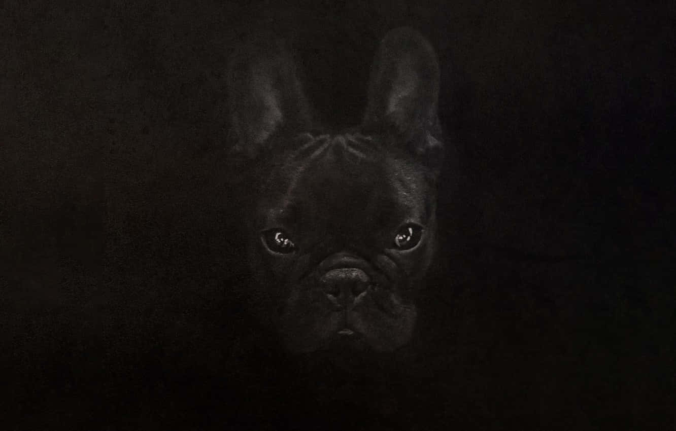 黑暗中一隻黑色法國鬥牛犬的臉，眼睛發光。