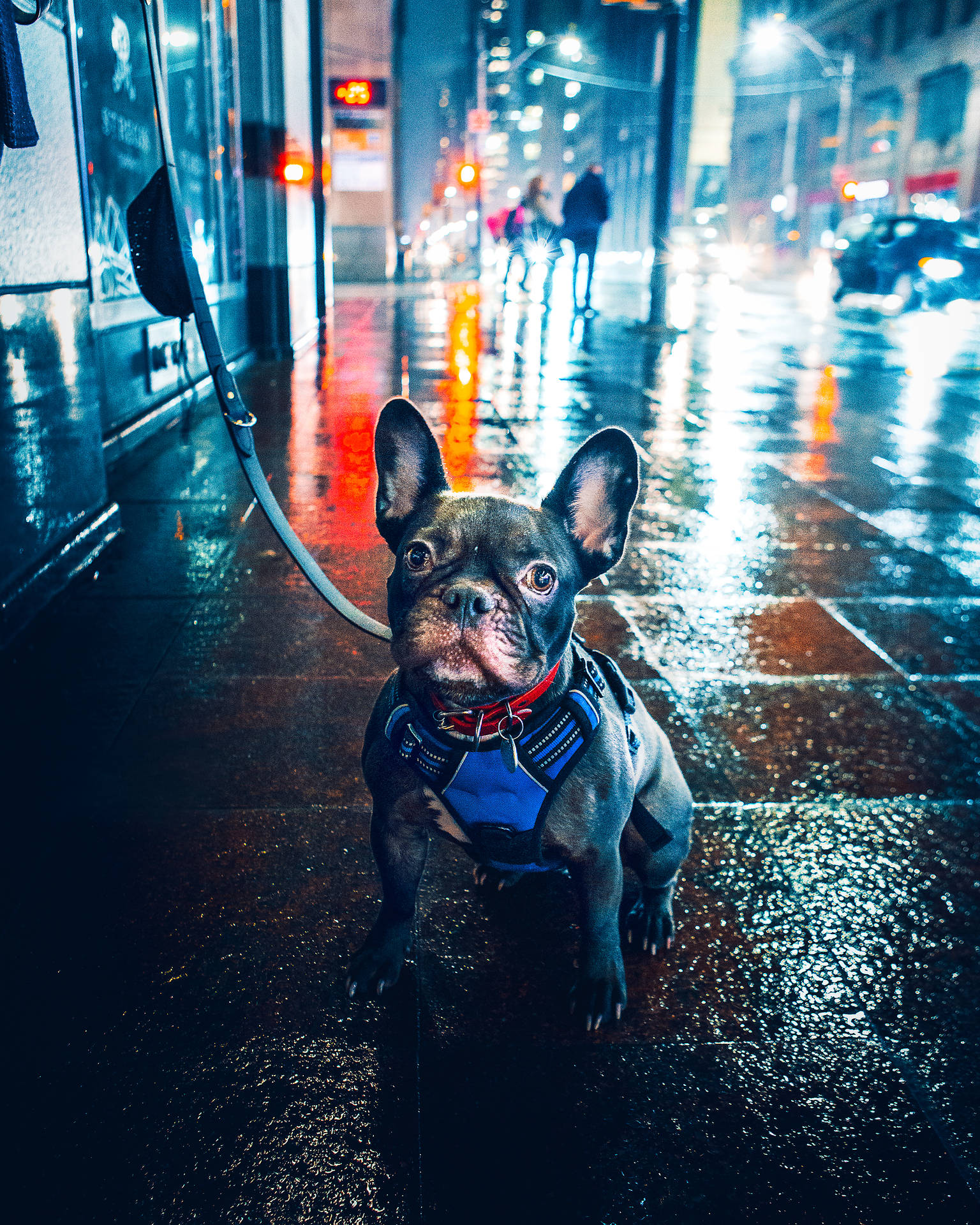 法國鬥牛犬穿著胸背帶，在夜晚潮濕的城市街道上，燈光閃爍。