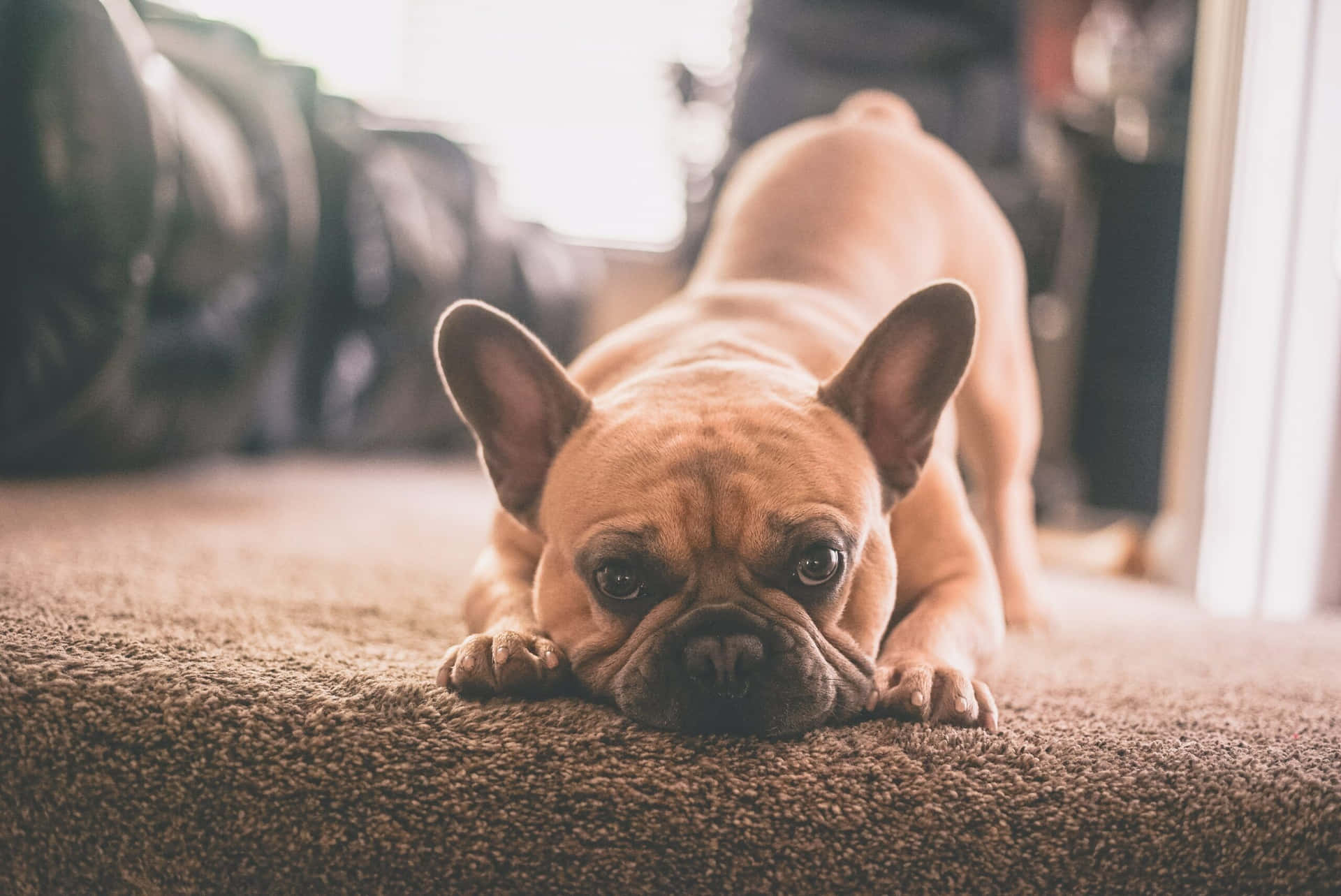 一隻淺黃褐色法國鬥牛犬躺在棕色地毯上看著相機。