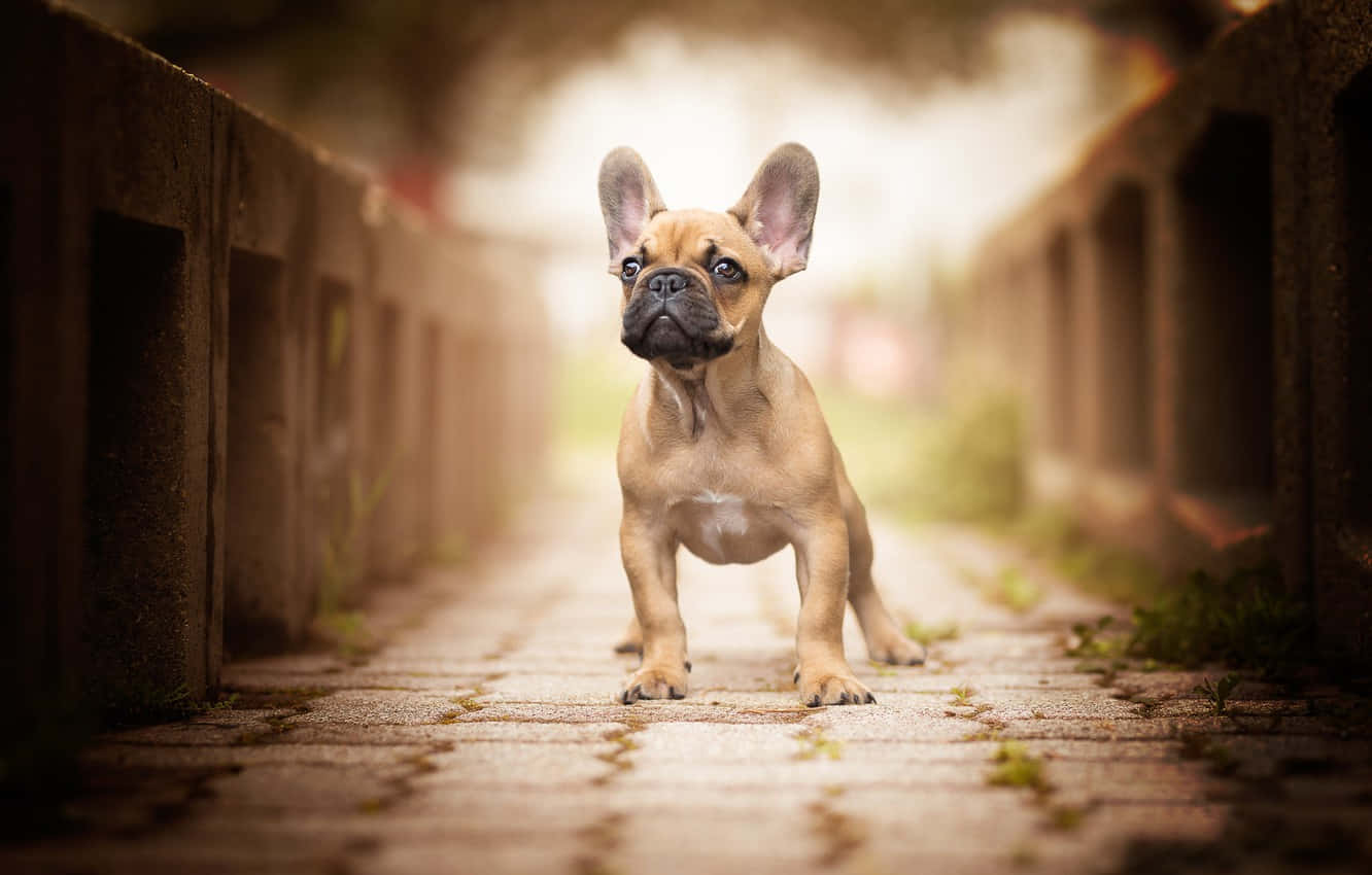 一隻淺黃色法國鬥牛犬幼犬站在混凝土屏障之間的鵝卵石小徑上。