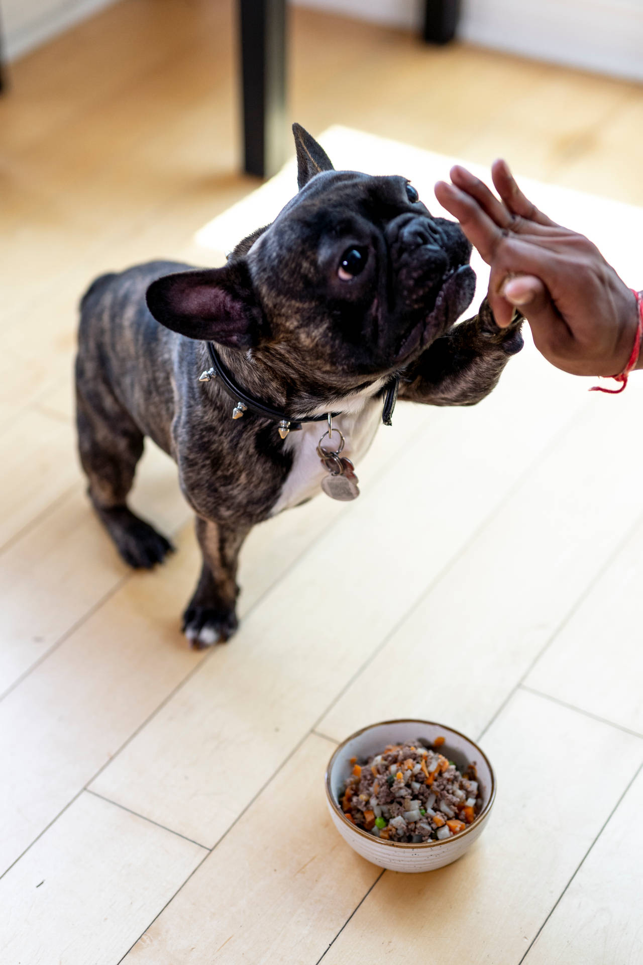一隻虎斑法國鬥牛犬在室內從人類手中取零食。