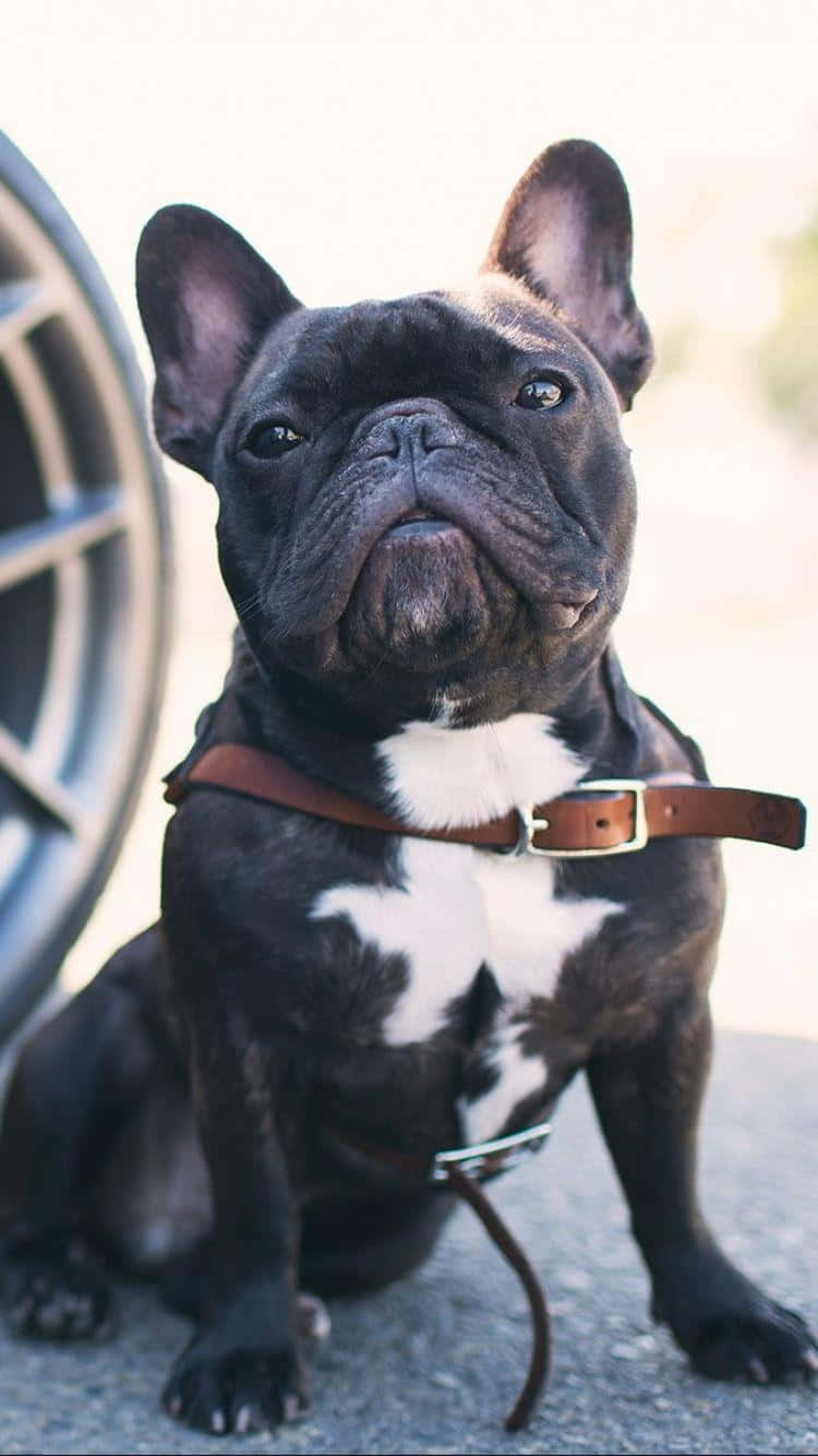 黑色法國鬥牛犬，白色胸部，戴著皮項圈，在車輪旁邊。