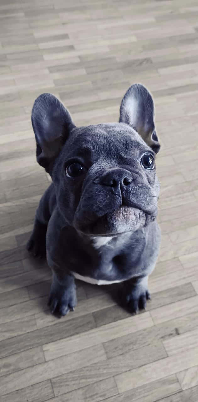 一隻藍色法國鬥牛犬幼犬坐在木地板上向上看