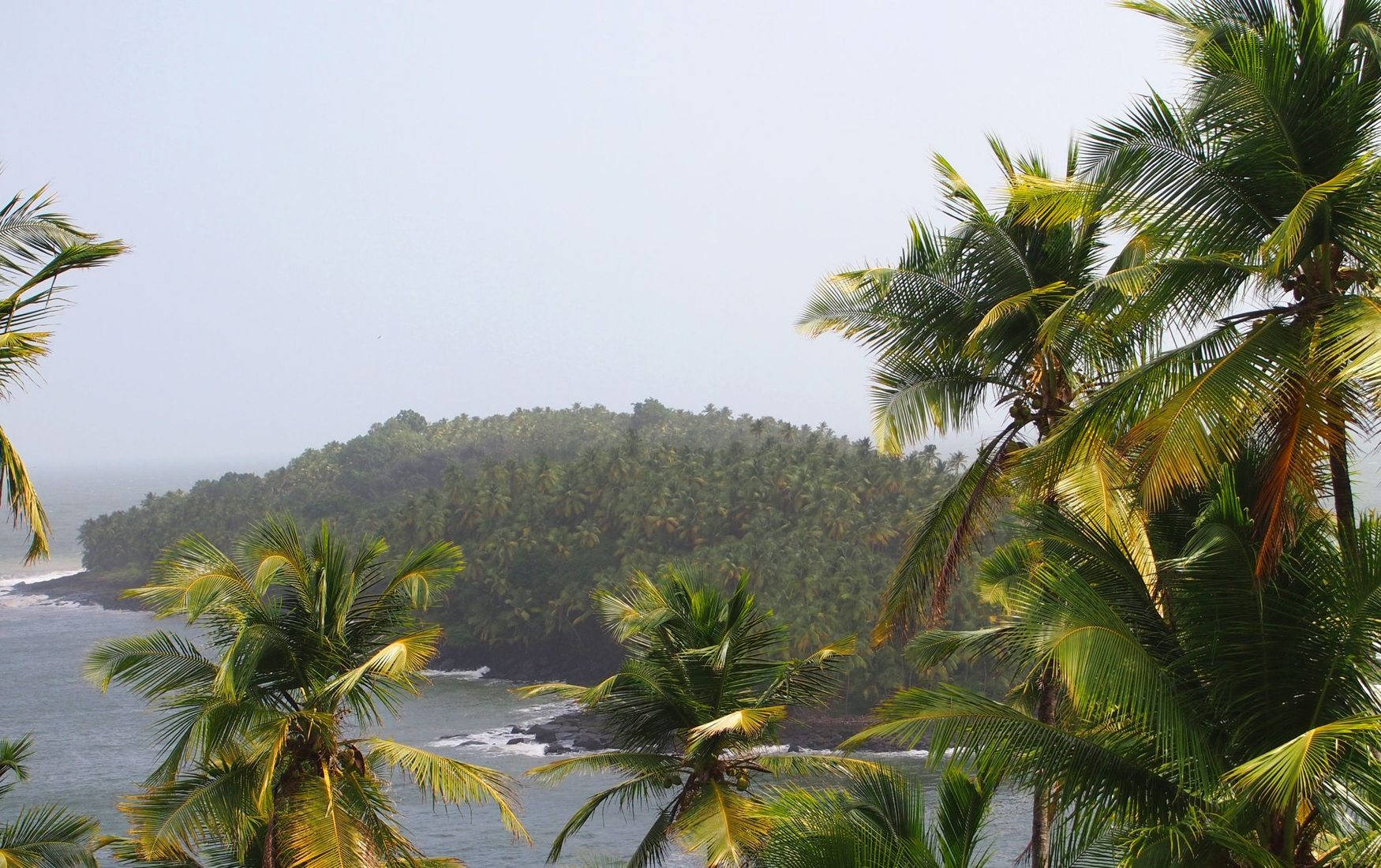 法屬圭亞那河流 壁紙 — 熱帶島嶼，擁有茂密的綠色棕櫚樹和薄霧籠罩的海洋，在柔和日光下。