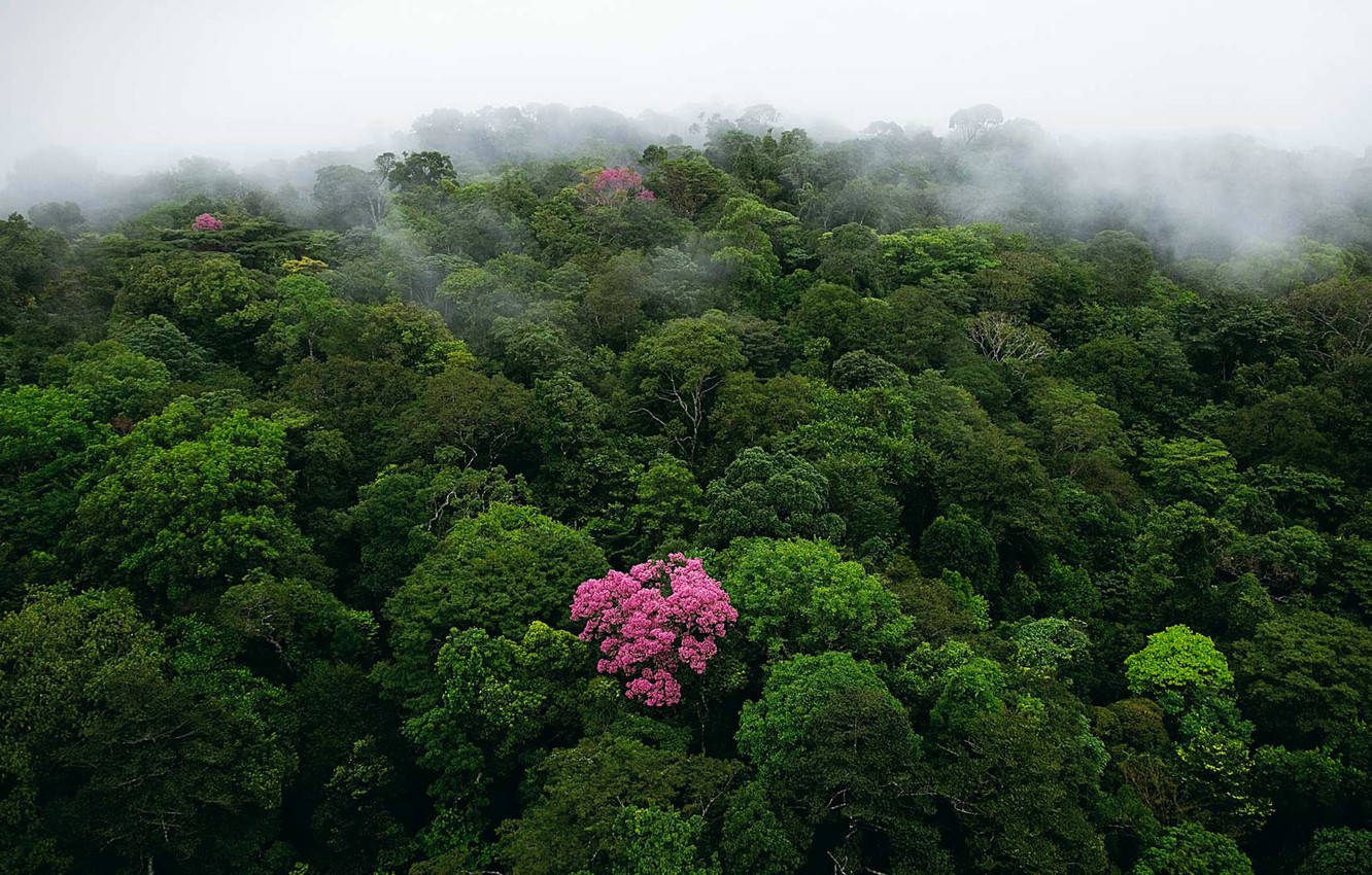 法屬圭亞那粉紅花朵 壁紙 — 霧氣瀰漫的雨林樹冠層鳥瞰圖，鮮豔的粉紅色開花樹木在茂密的綠色樹葉中脫穎而出。