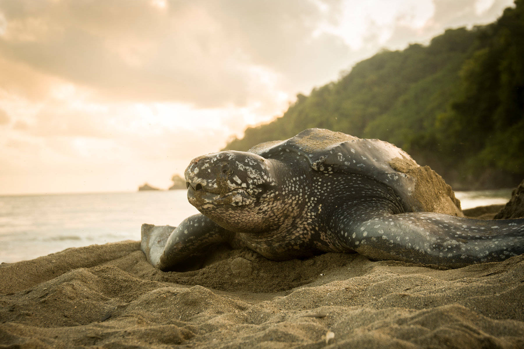 法屬圭亞那純淨野生動物——海龜登岸 壁紙 — 一隻大海龜在沙灘上休息，海洋和樹木繁茂的山丘沐浴在柔和的金色日落光中。