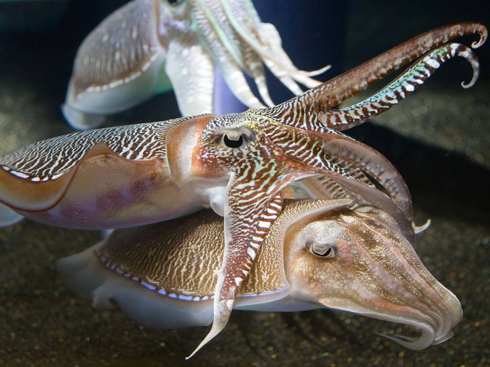法老章魚疊坐其上 壁紙 — 三隻帶有複雜圖案的墨魚在昏暗的水族館環境中優雅地滑過沙質海底。