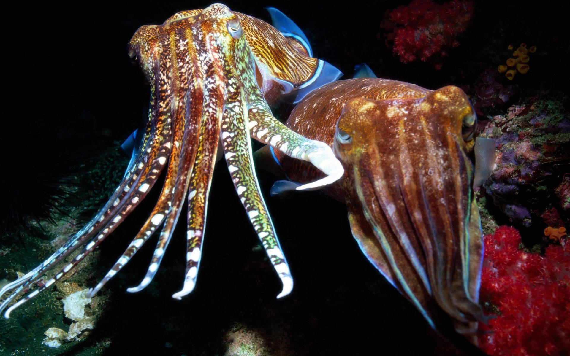 法老章魚的長觸手 壁紙 — 兩條色彩鮮豔、圖案精緻的墨魚在深海黑暗中優雅地滑過色彩繽紛的珊瑚附近。