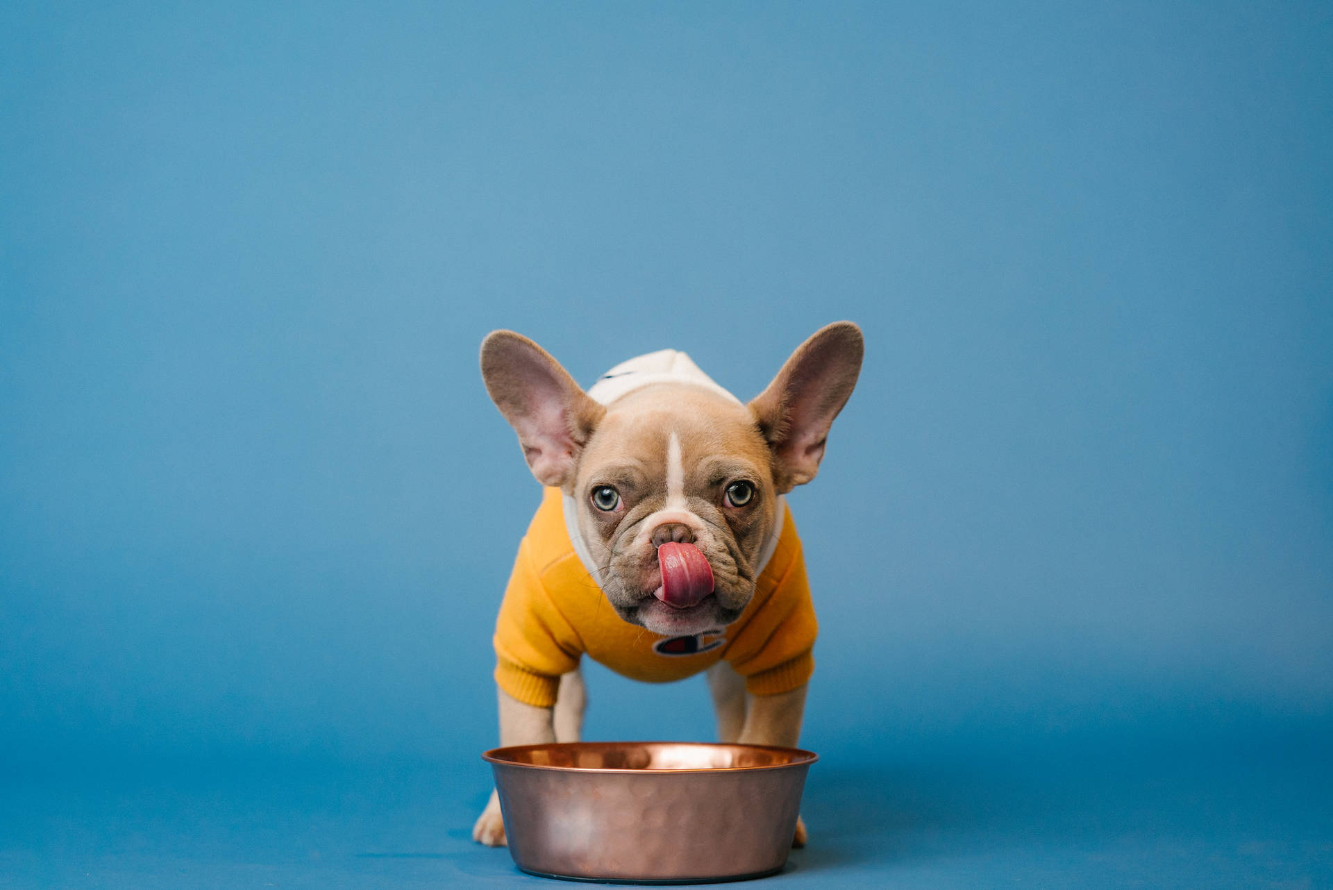 法國鬥牛犬穿黃色毛衣在藍色背景上舔銅食物碗