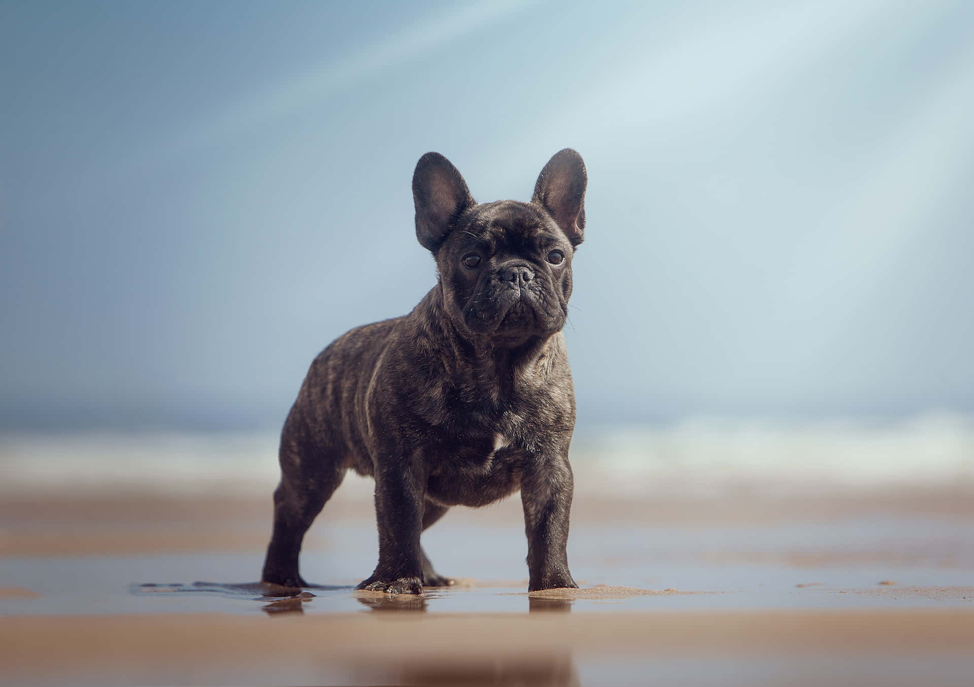 虎斑法國鬥牛犬幼犬站在海灘濕沙上，靠近海浪。