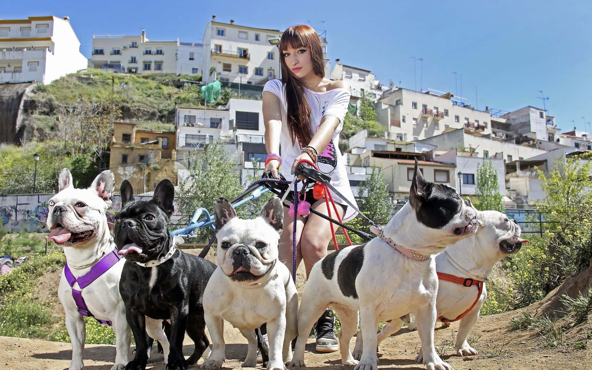 法鬥與柴犬鬥牛犬圖片 壁紙 — 一位年輕女性自信地站著，牽著五隻法國鬥牛犬，背景是陽光普照的山坡建築。