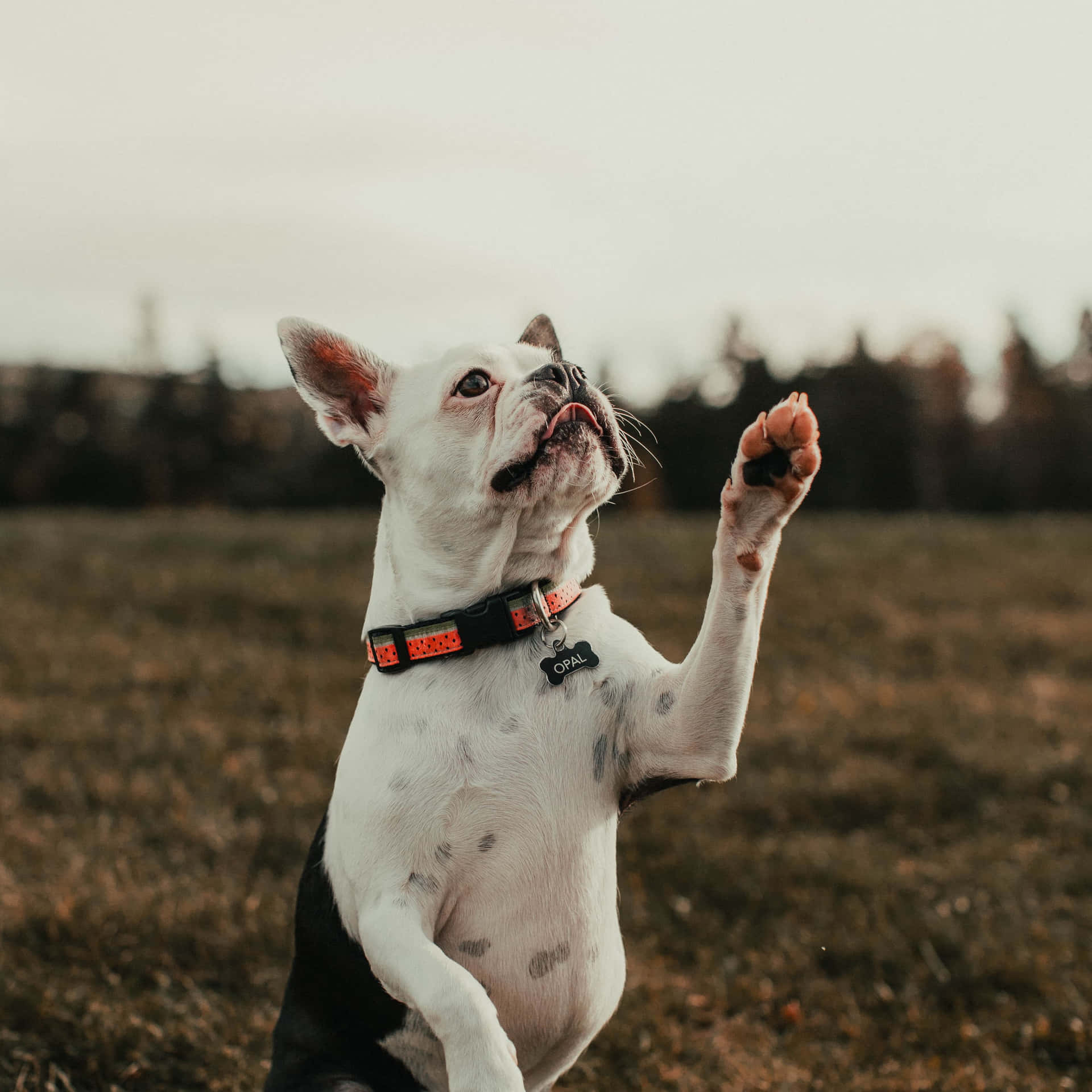 一隻黑白相間的法國鬥牛犬在草地上用後腿站立，戴著一個紅色項圈，上面有一個寫著Opal的標籤。
